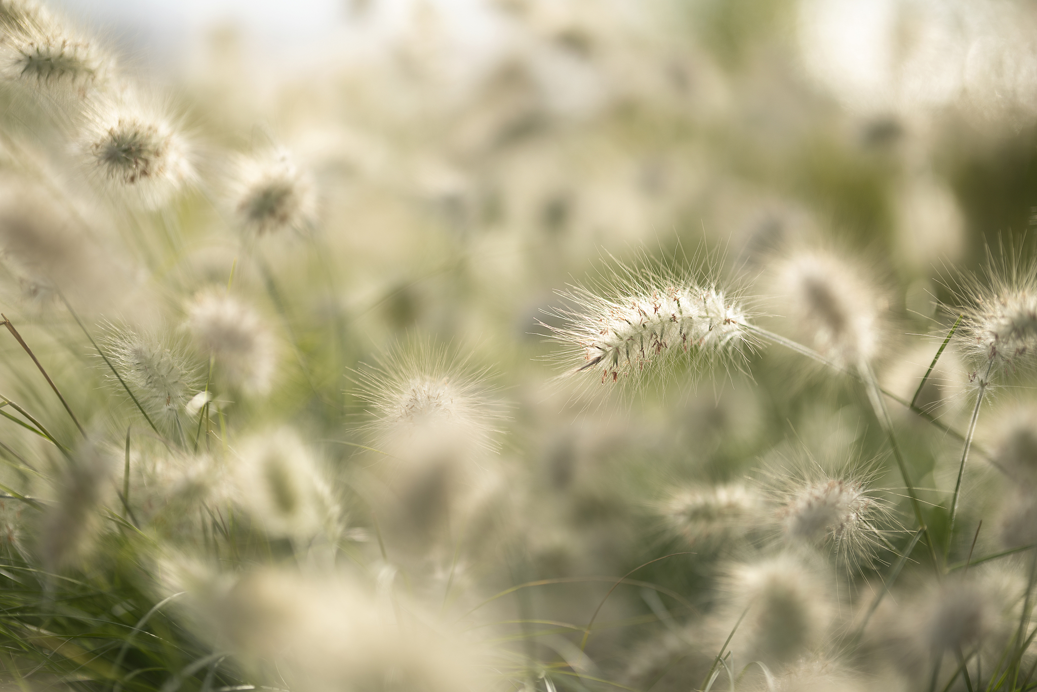plant background