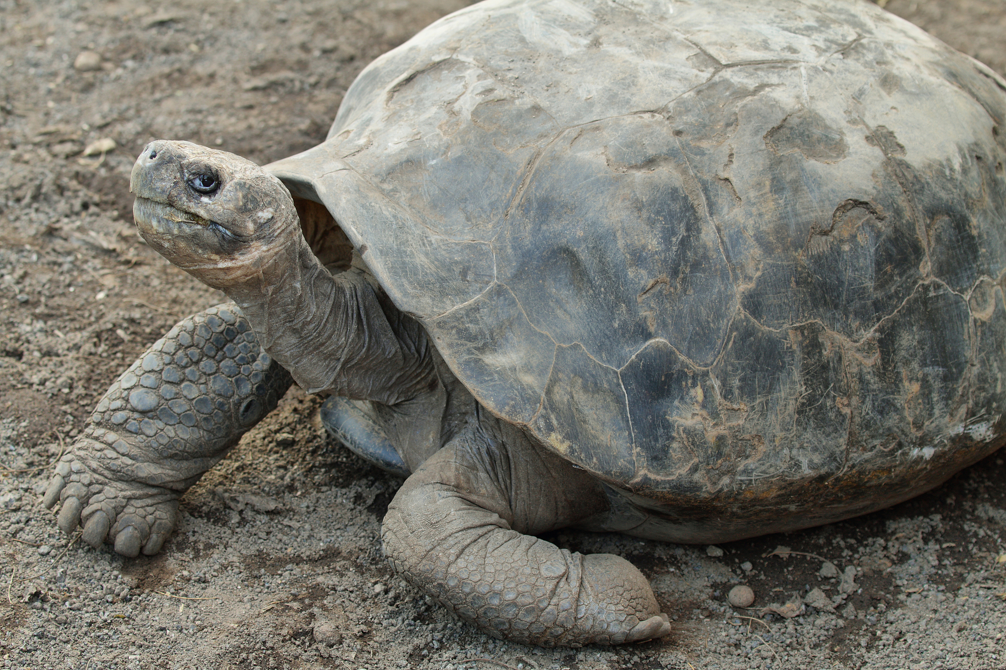 galapagos tortoise