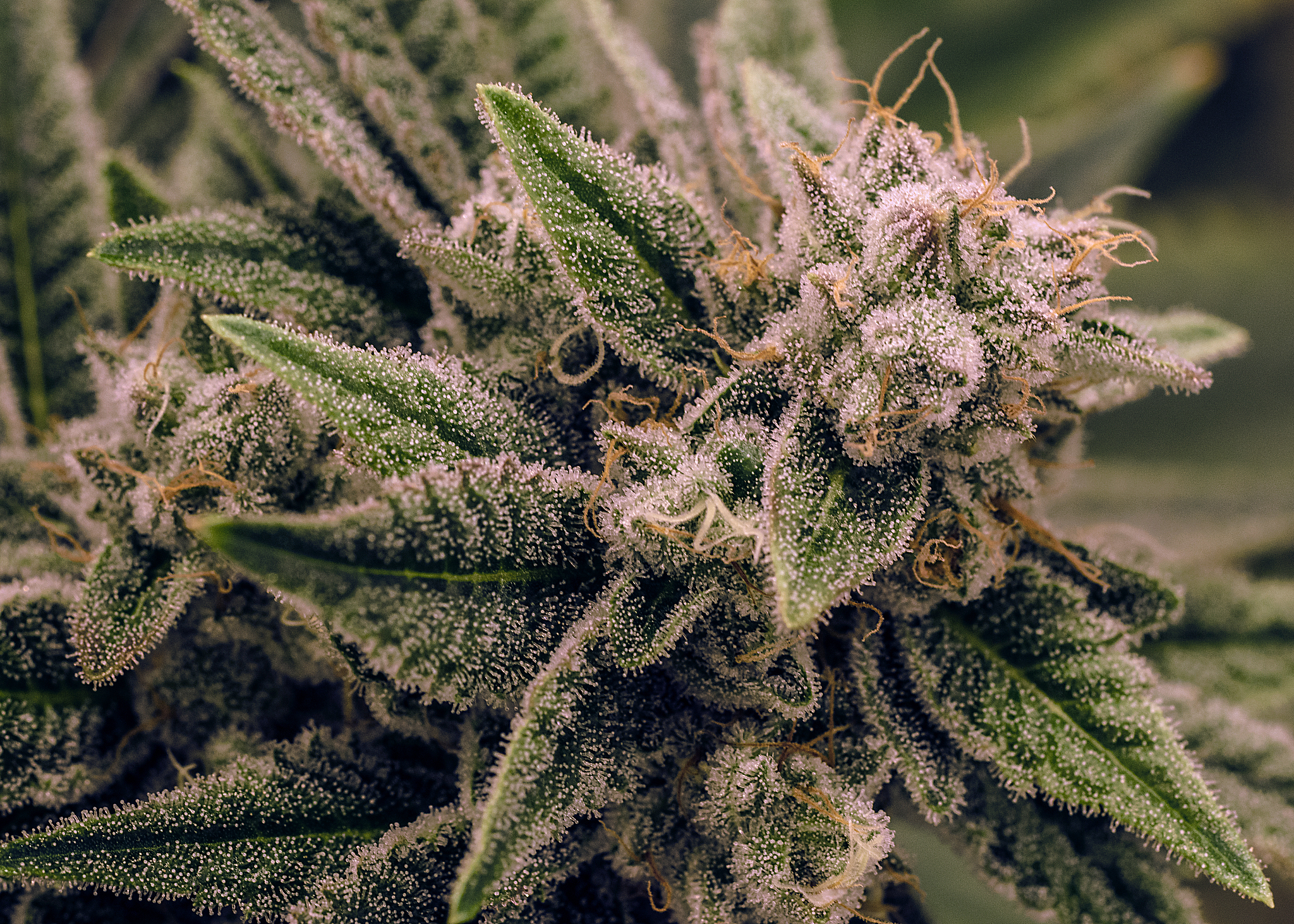 grand funk og - live plant cannabis bud shot