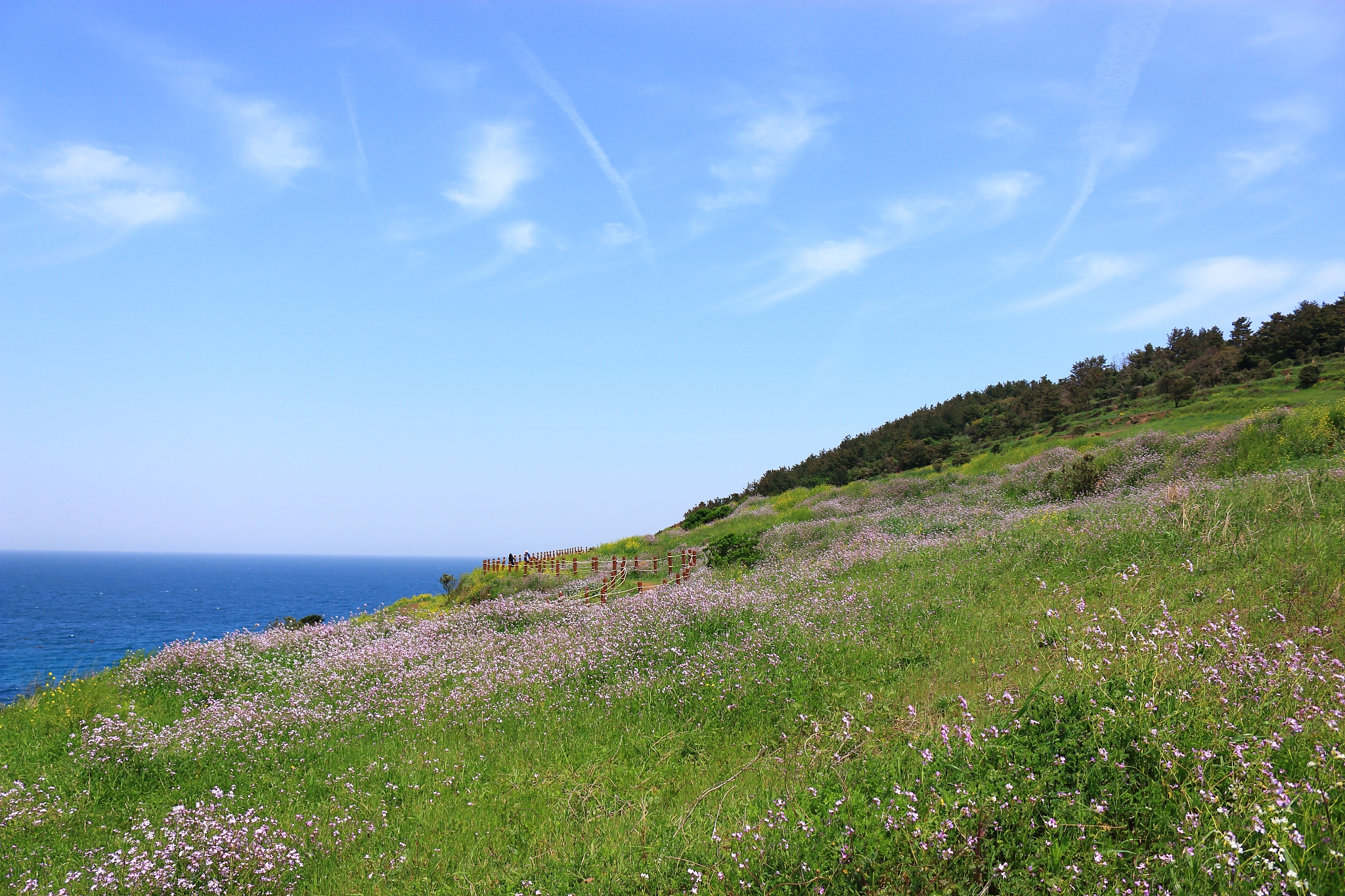 hamdeok beach, west wu bong, wildflower, flower, beach,
