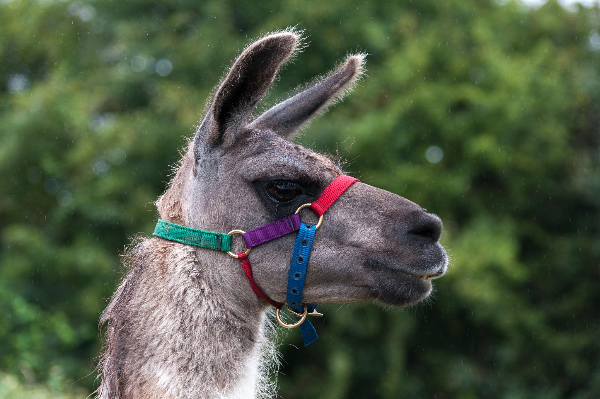 llama