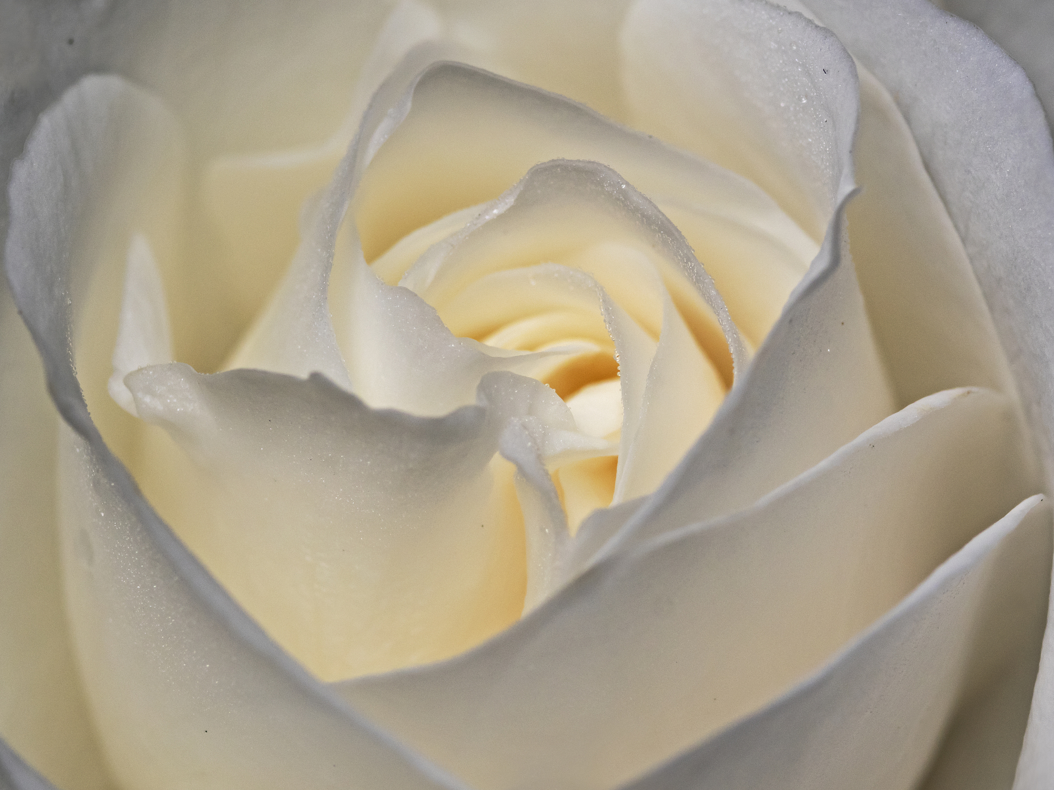 rose blossom close up, nahaufnahme einer rosenbl?te