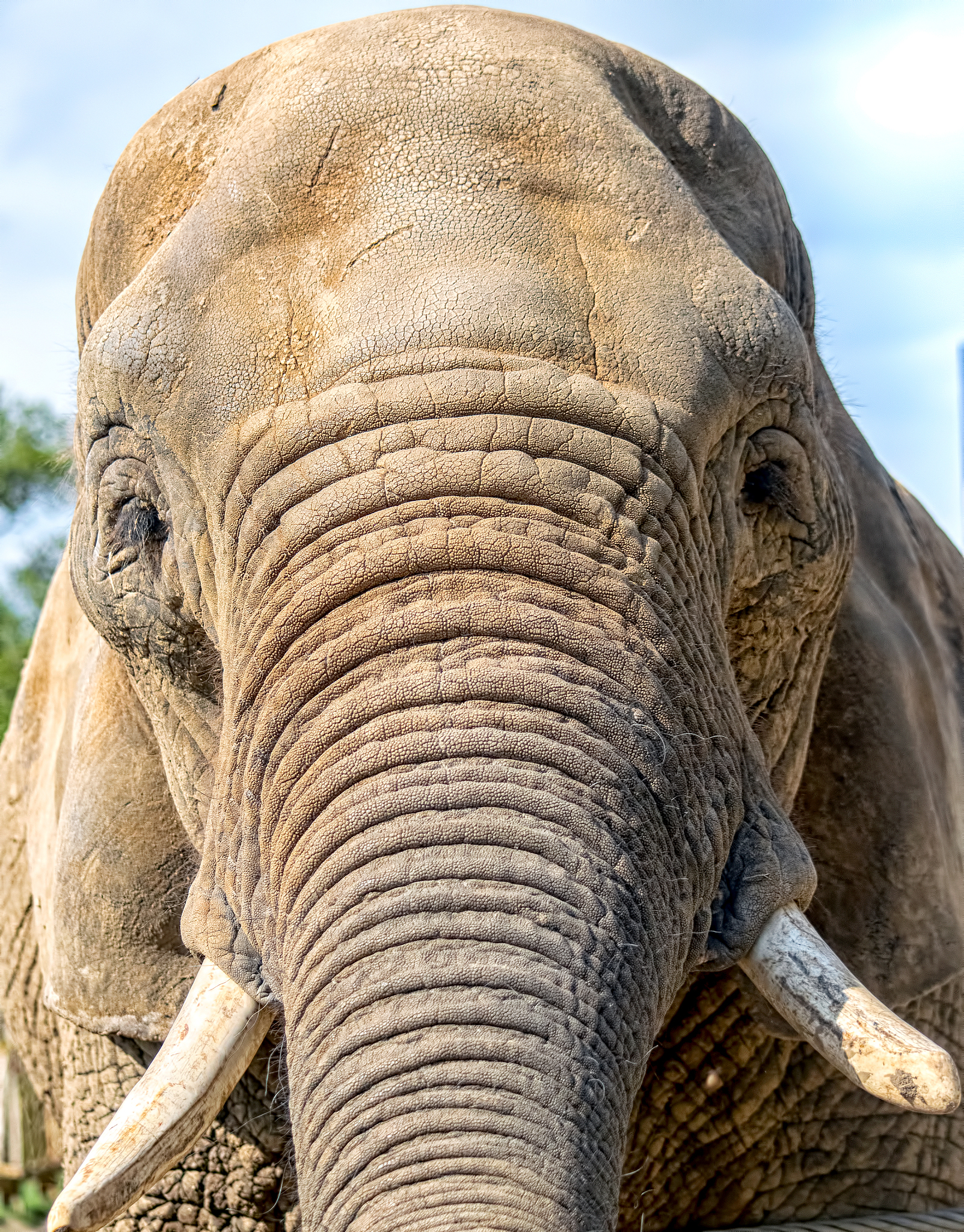 african elephant