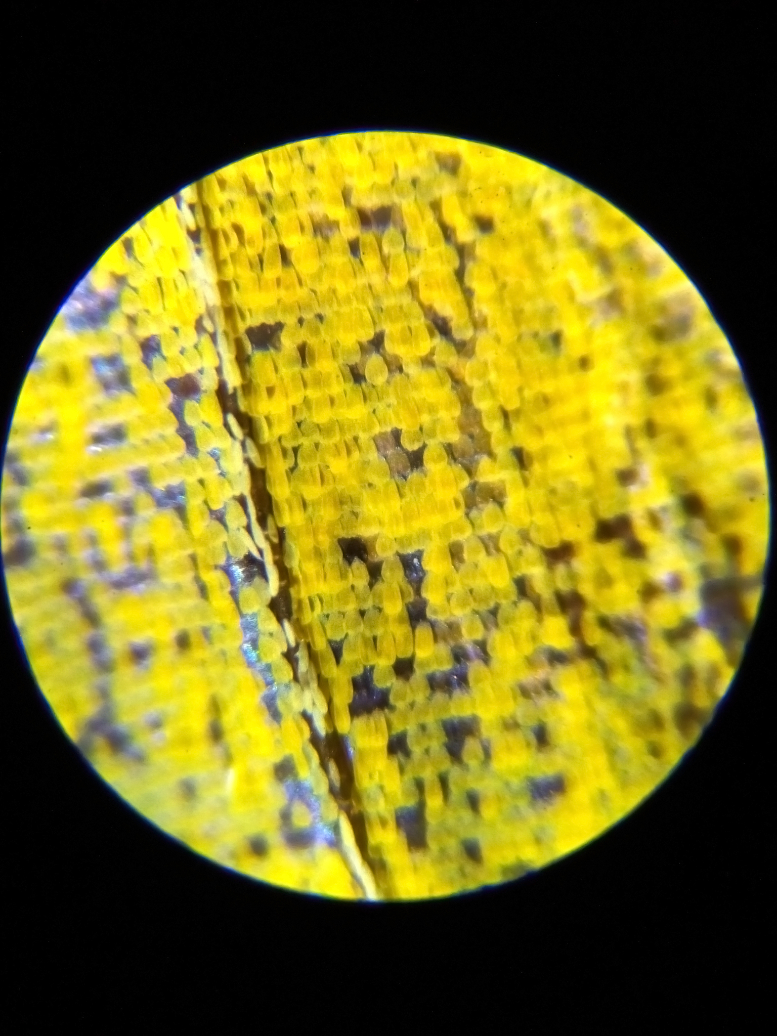 金黄色葡萄球菌鉴别要点：形态、糖代谢、硝酸盐还原等