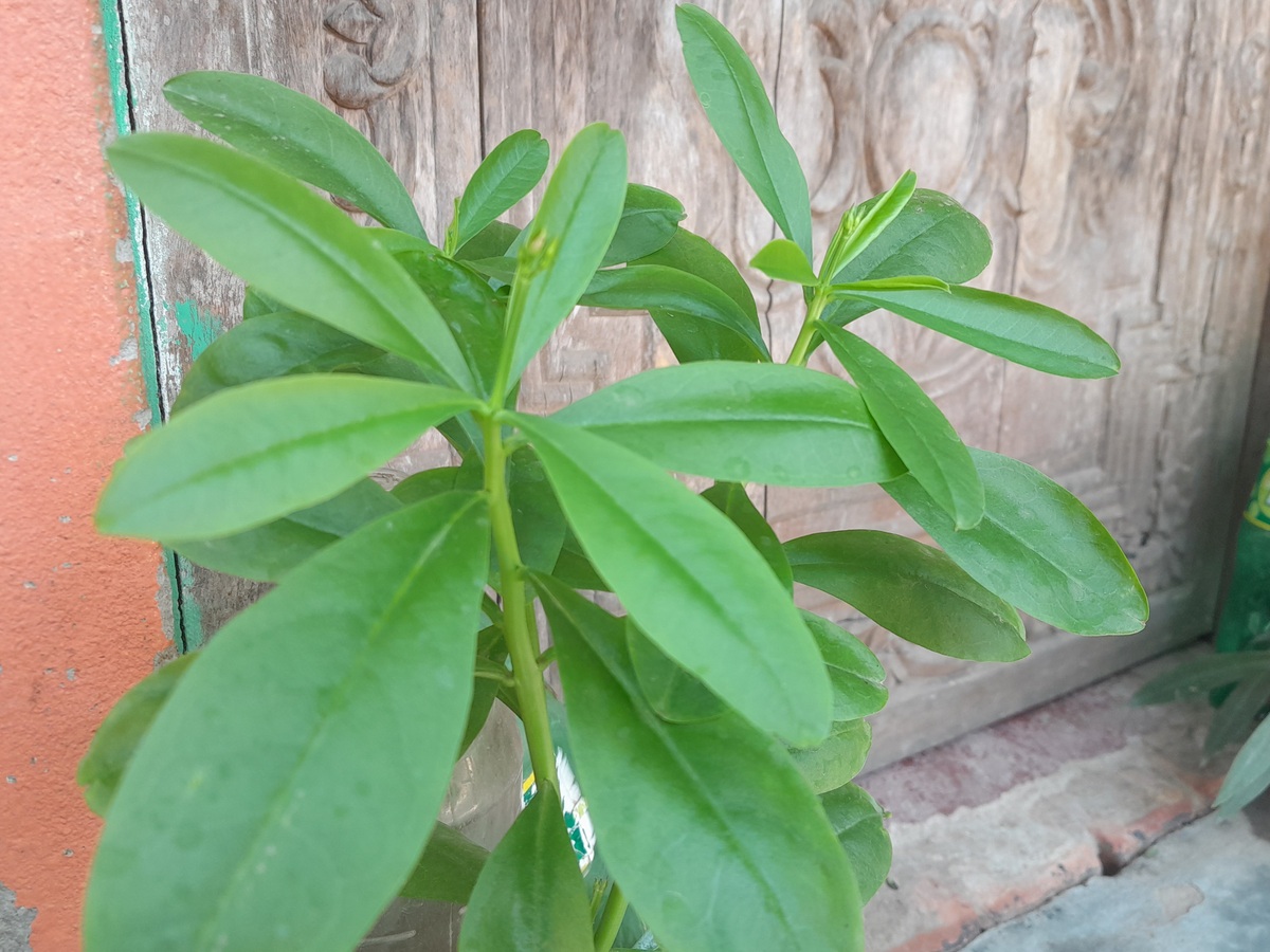 对猫有害的常见植物：百合、含毒漆树、绿萝等