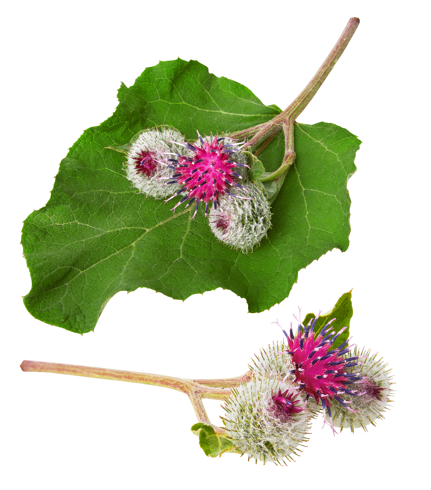 burdock (arctium lappa ) also called greater burdock, edible bur