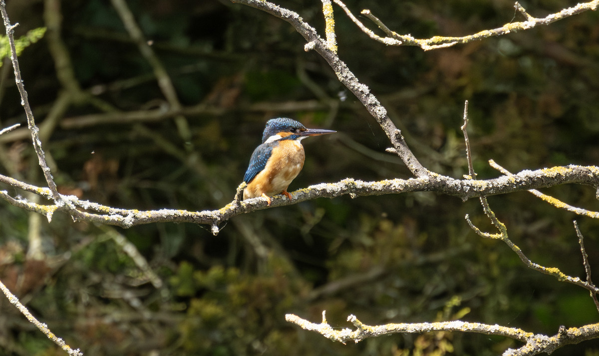 乌干达翠鸟油田项目：6亿桶储量背后的合作与发展