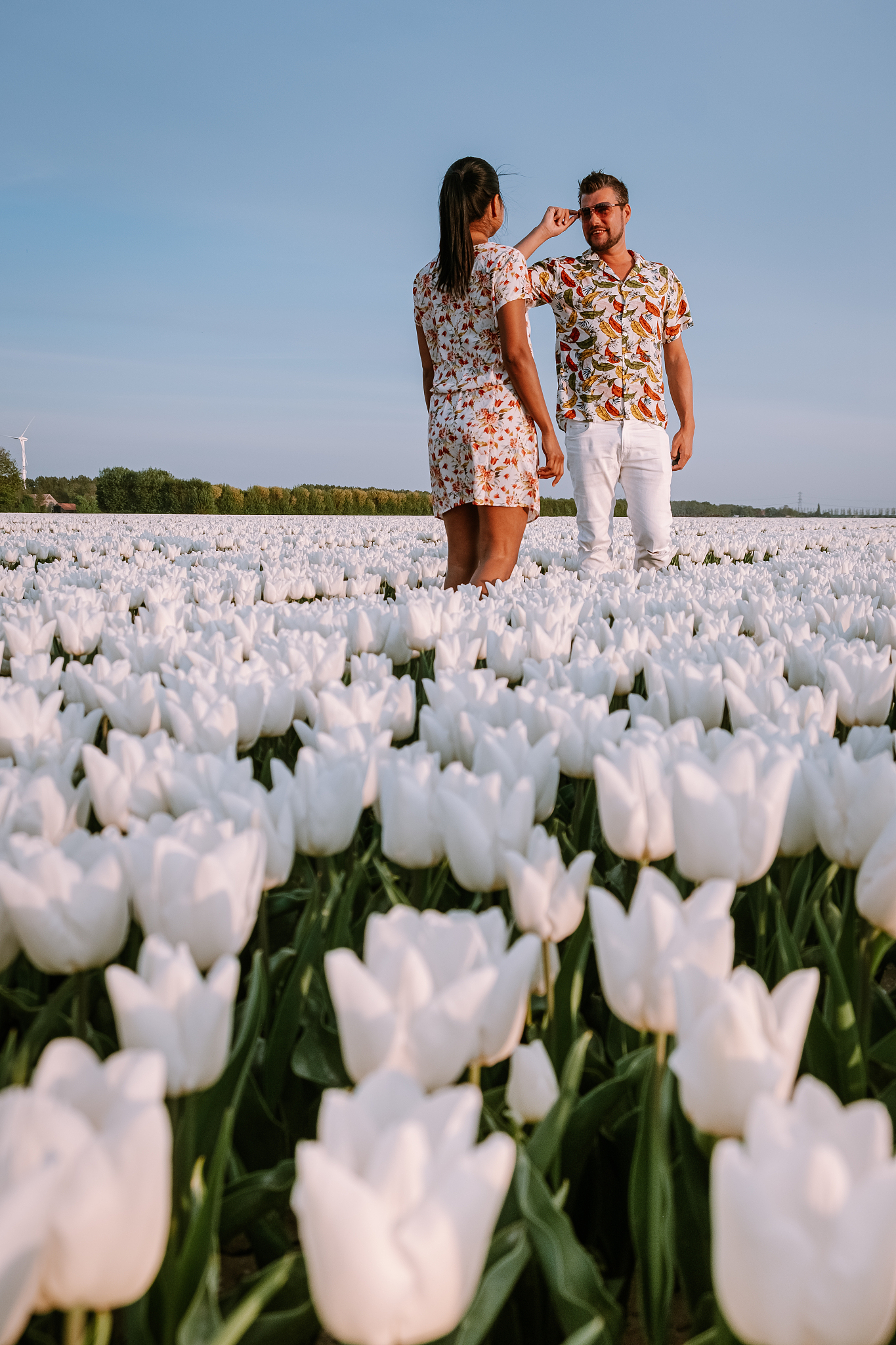 white tulip flower field during spring in the netherlands noordo