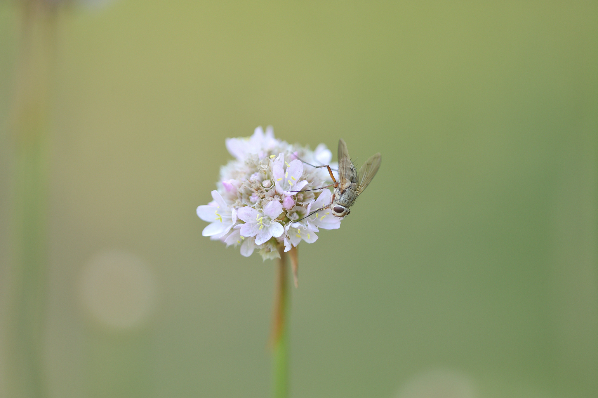 fliege auf der blüte einer sand-grasnelke