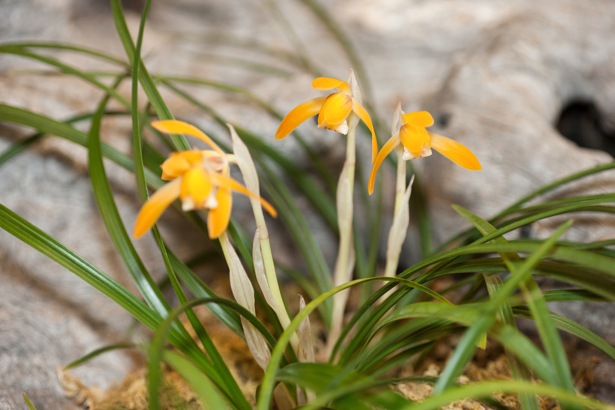 orchid