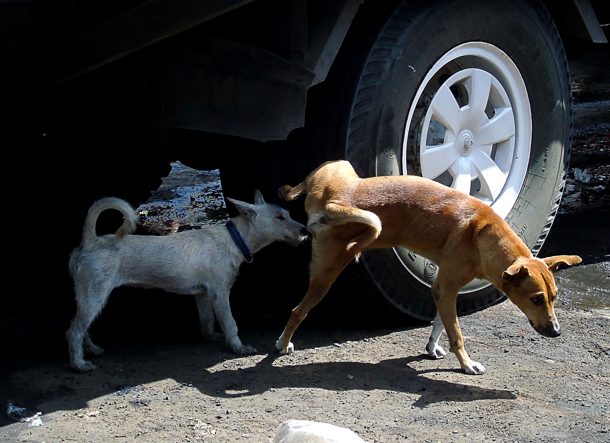 生成一段鬼畜广告