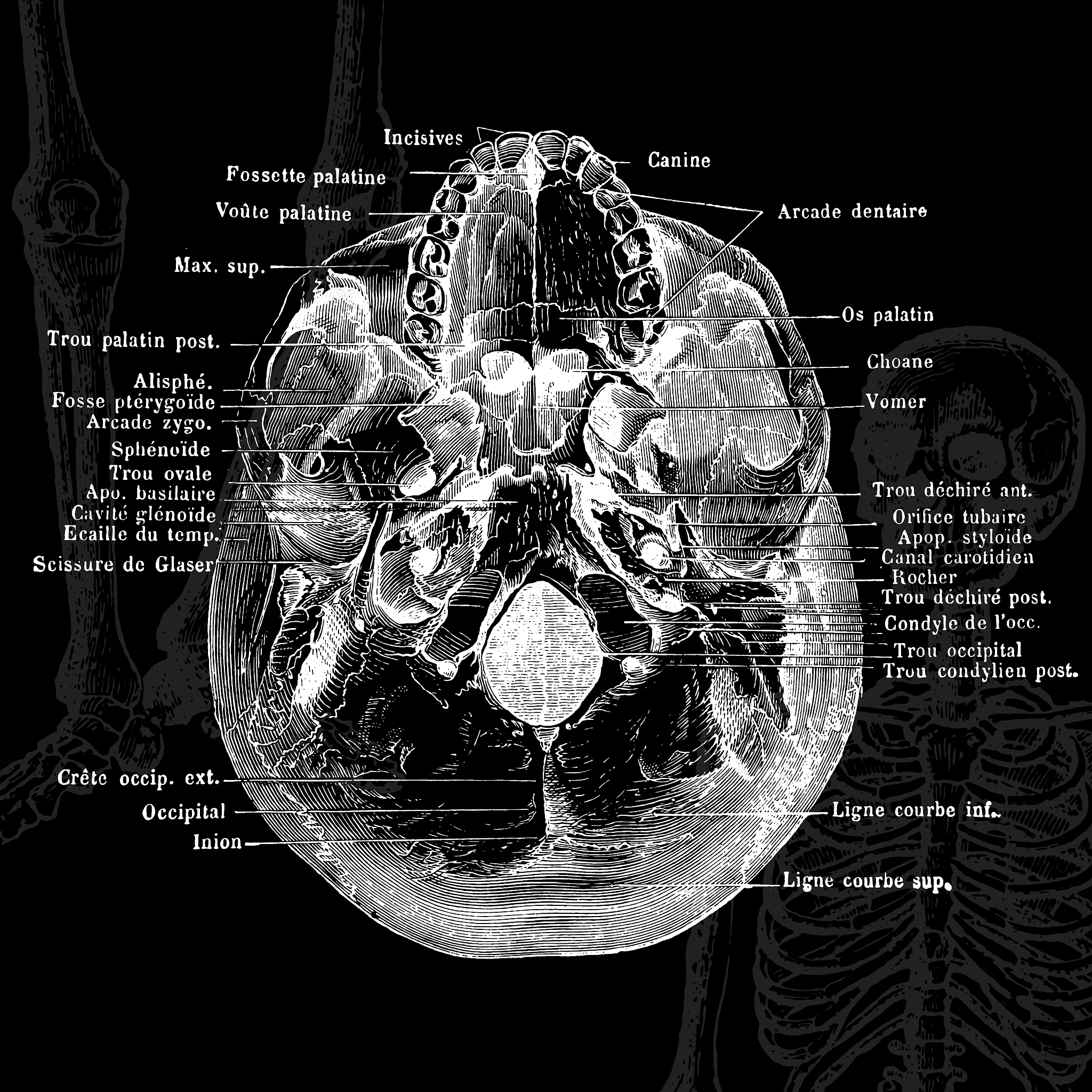 Budd-Chiari 综合症患者的直接 TIPS (DIPS) 技术