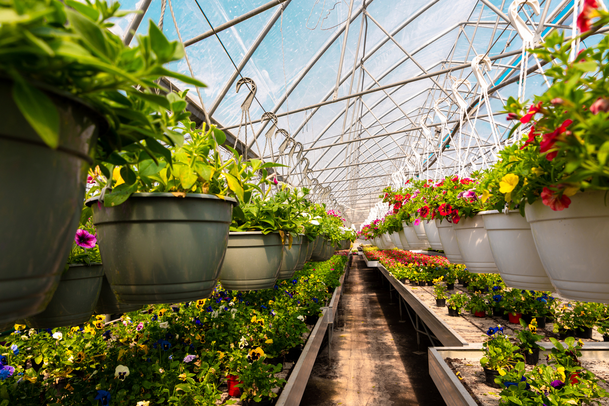 温室盆栽商务模式分析