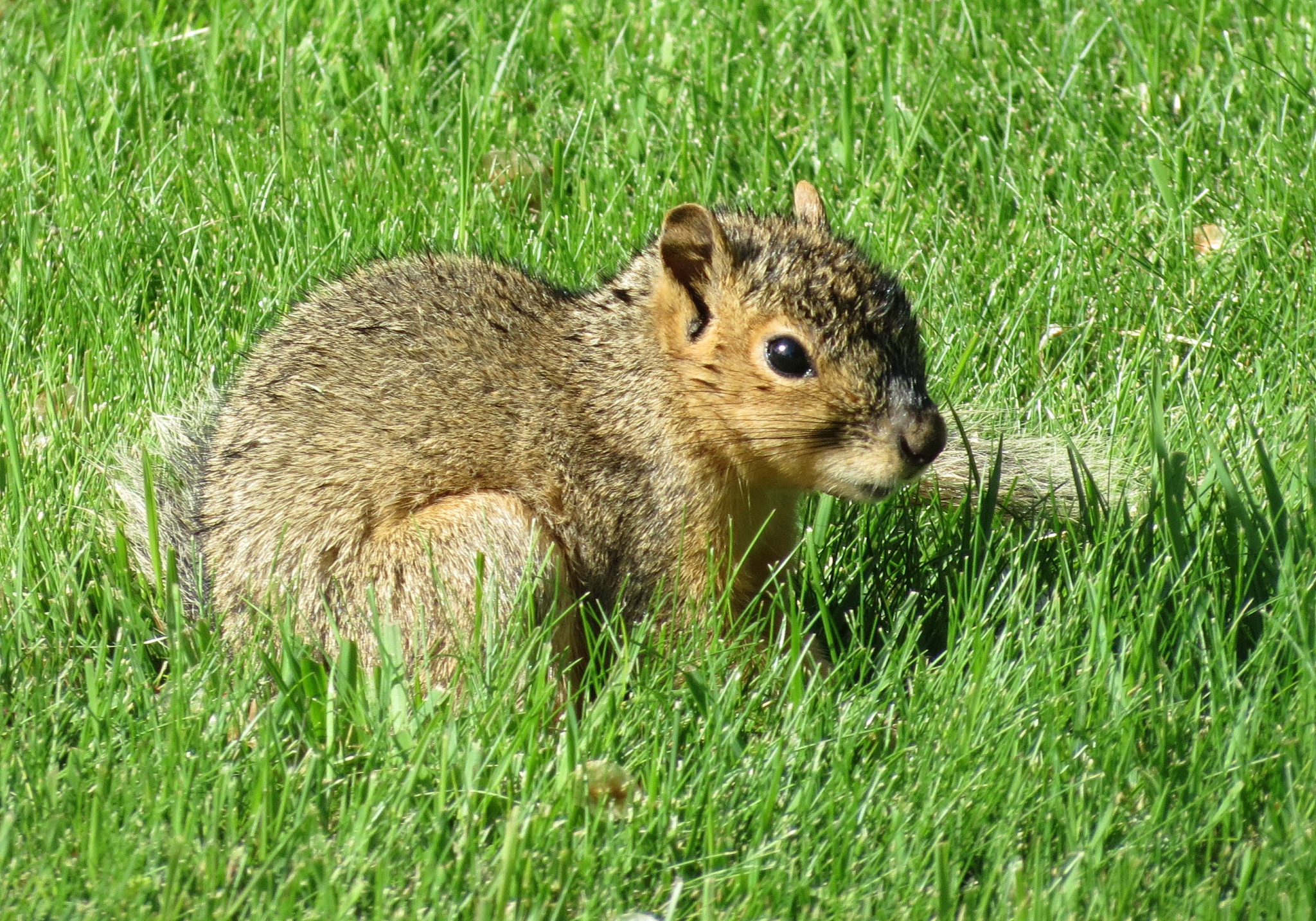 小学科学课堂分享讲座论文