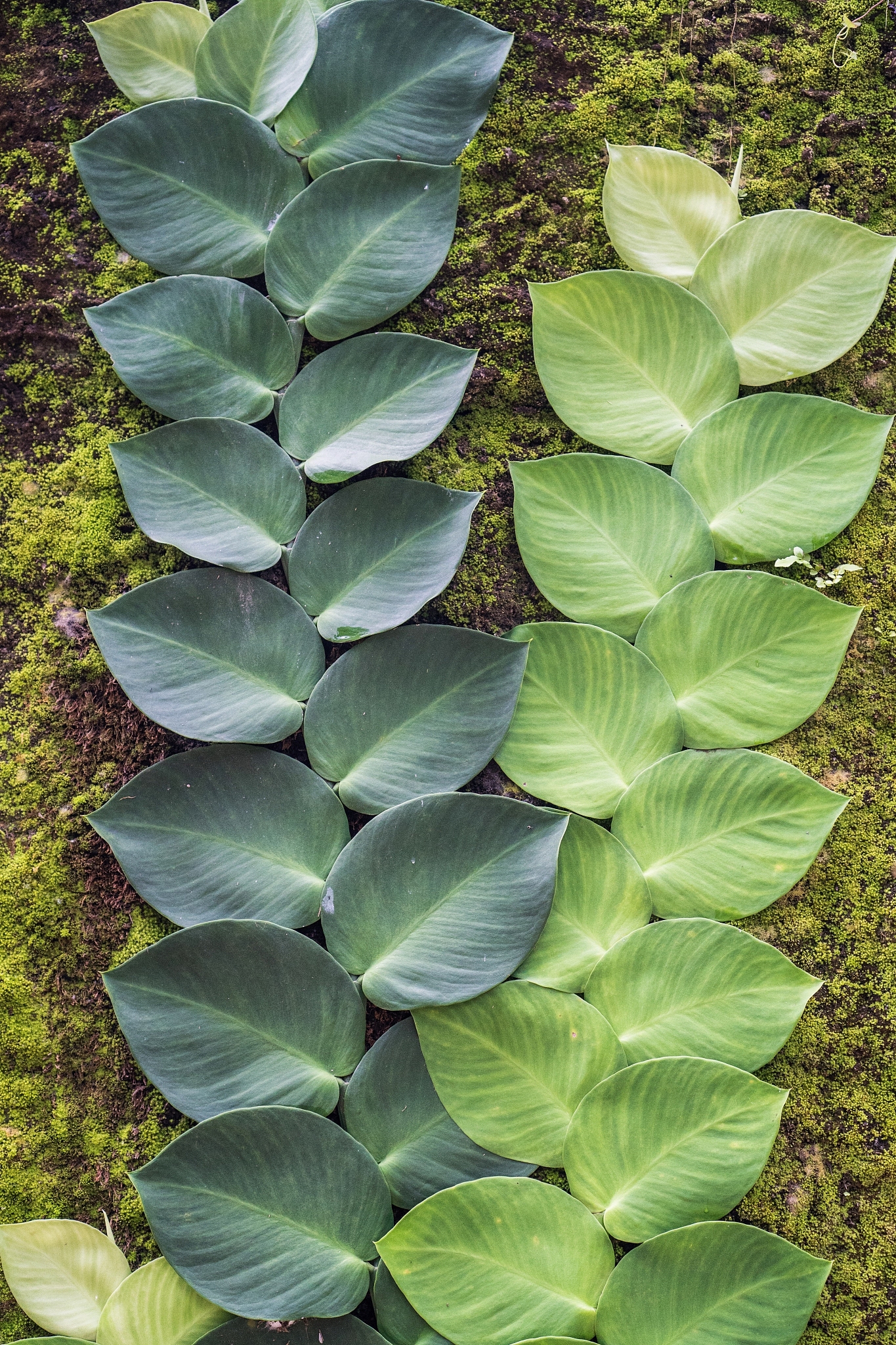high angle view of succulent plant leaves on field