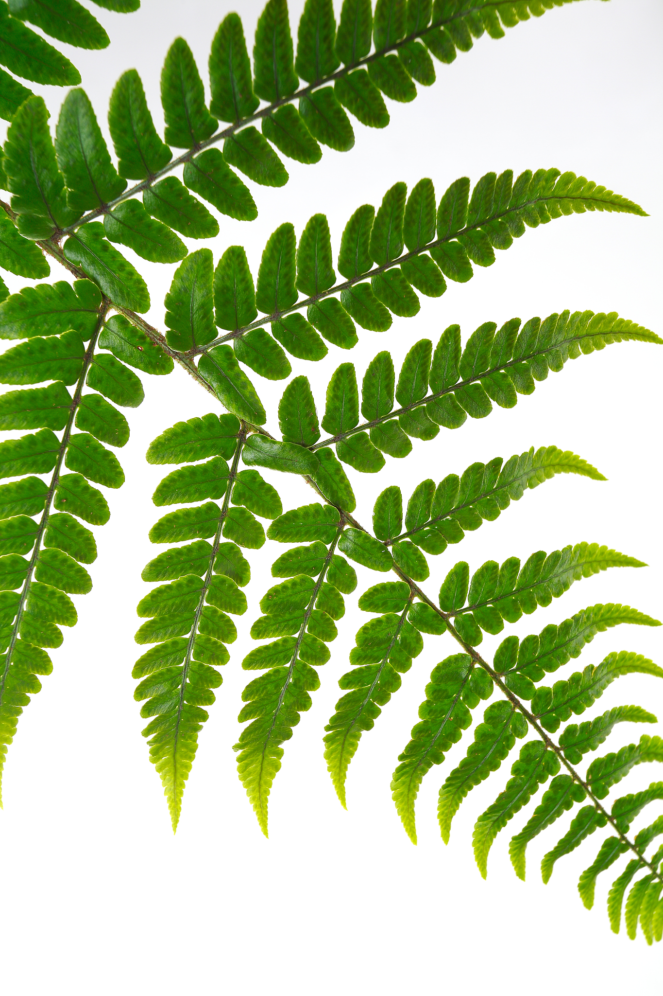 leaf fern isolated on white background
