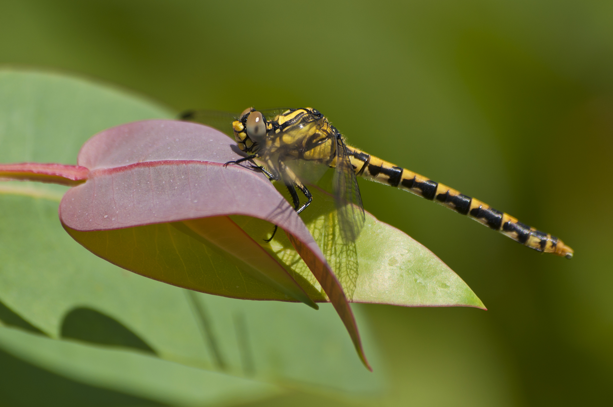 onycogomphus uncatus