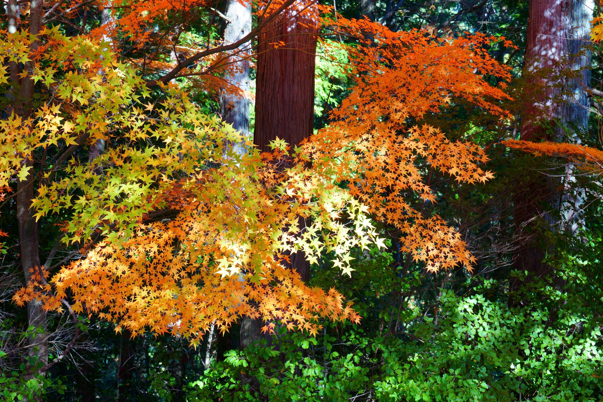 广州的秋天：感受秋天的魅力
