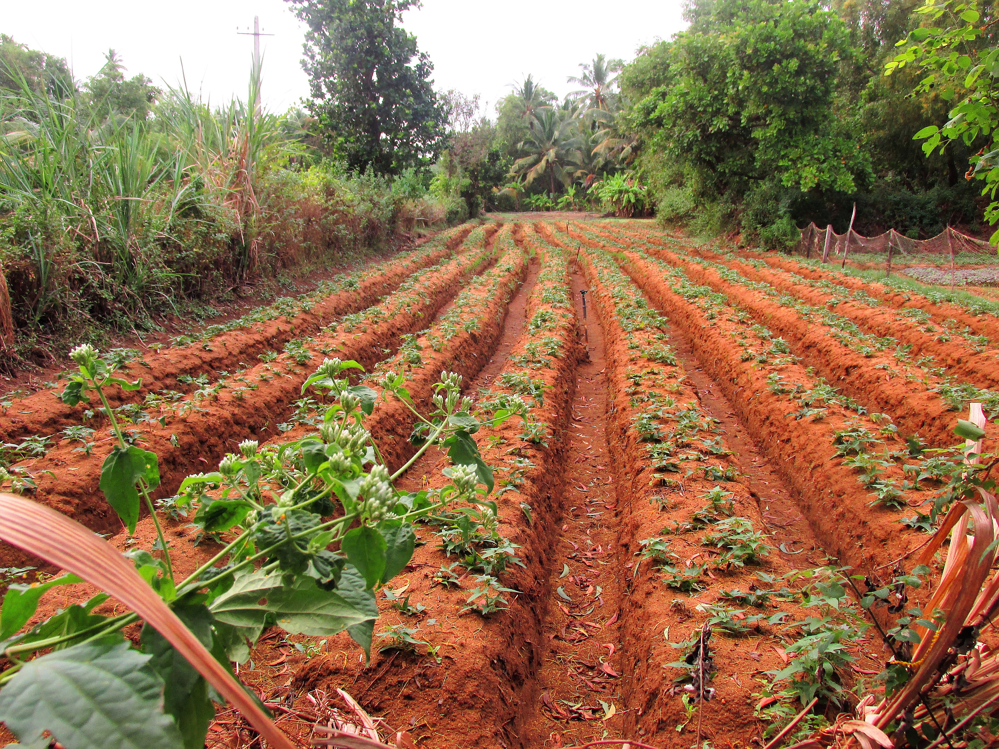为什么河北廊坊种黄精的少用250字帮我详细描述