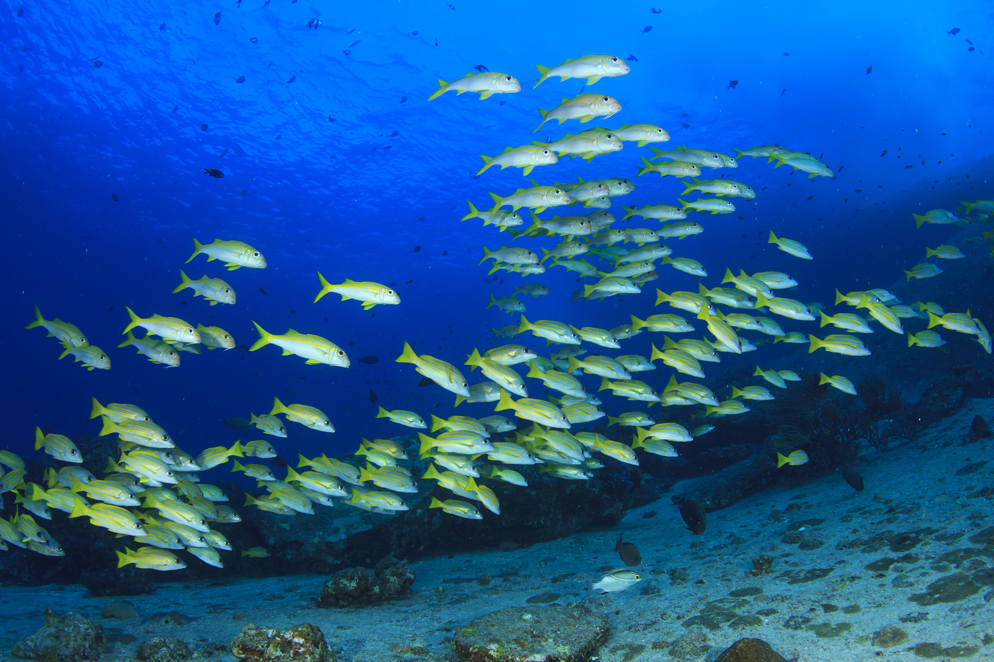 fish on coral reef