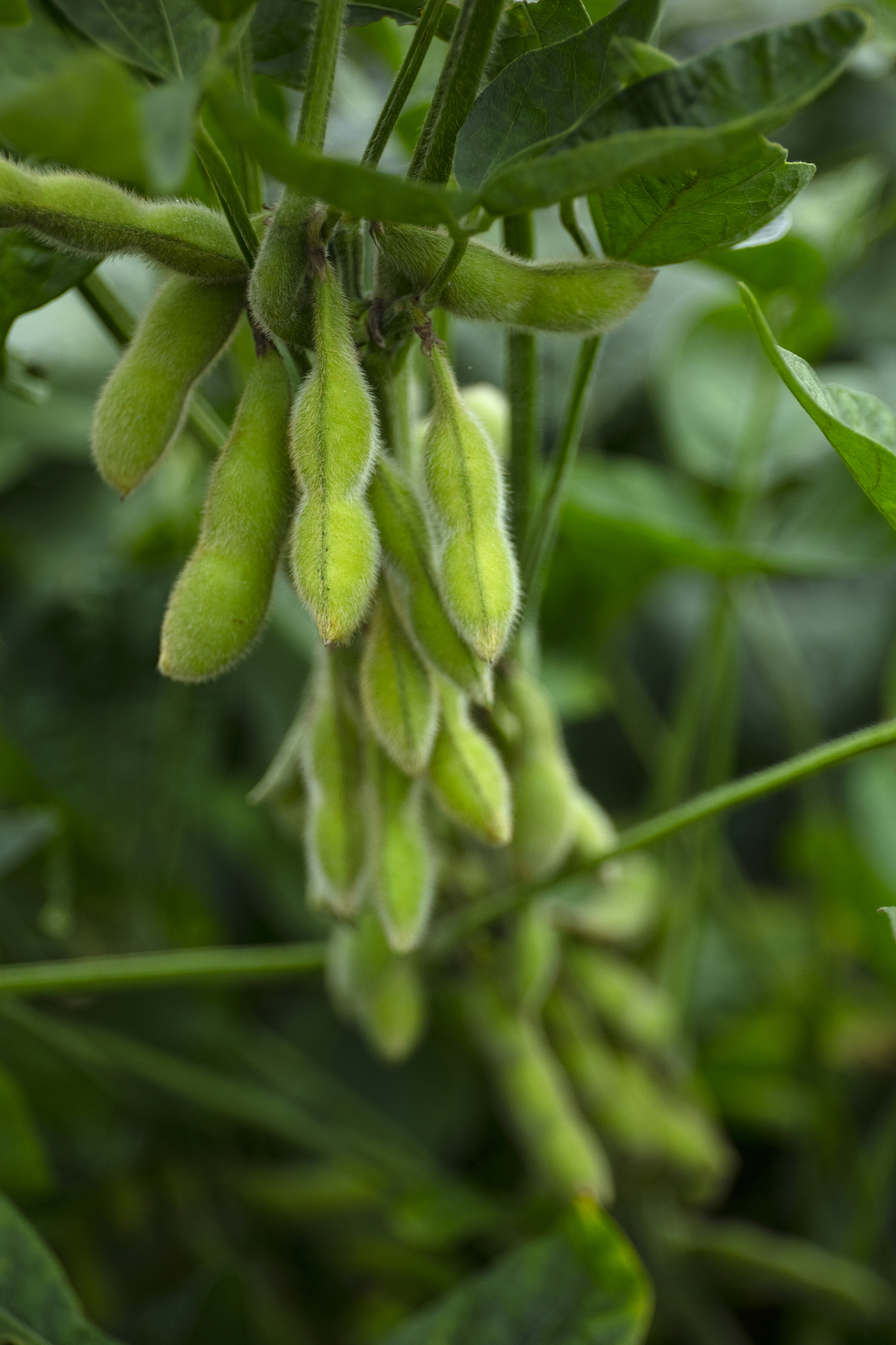 野生大豆耐渍种质资源筛选引言