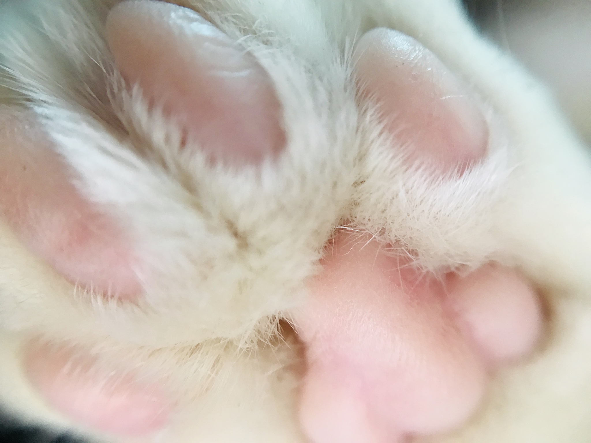 请650字的博客文章主题是：猫会出汗吗？猫出汗在哪里