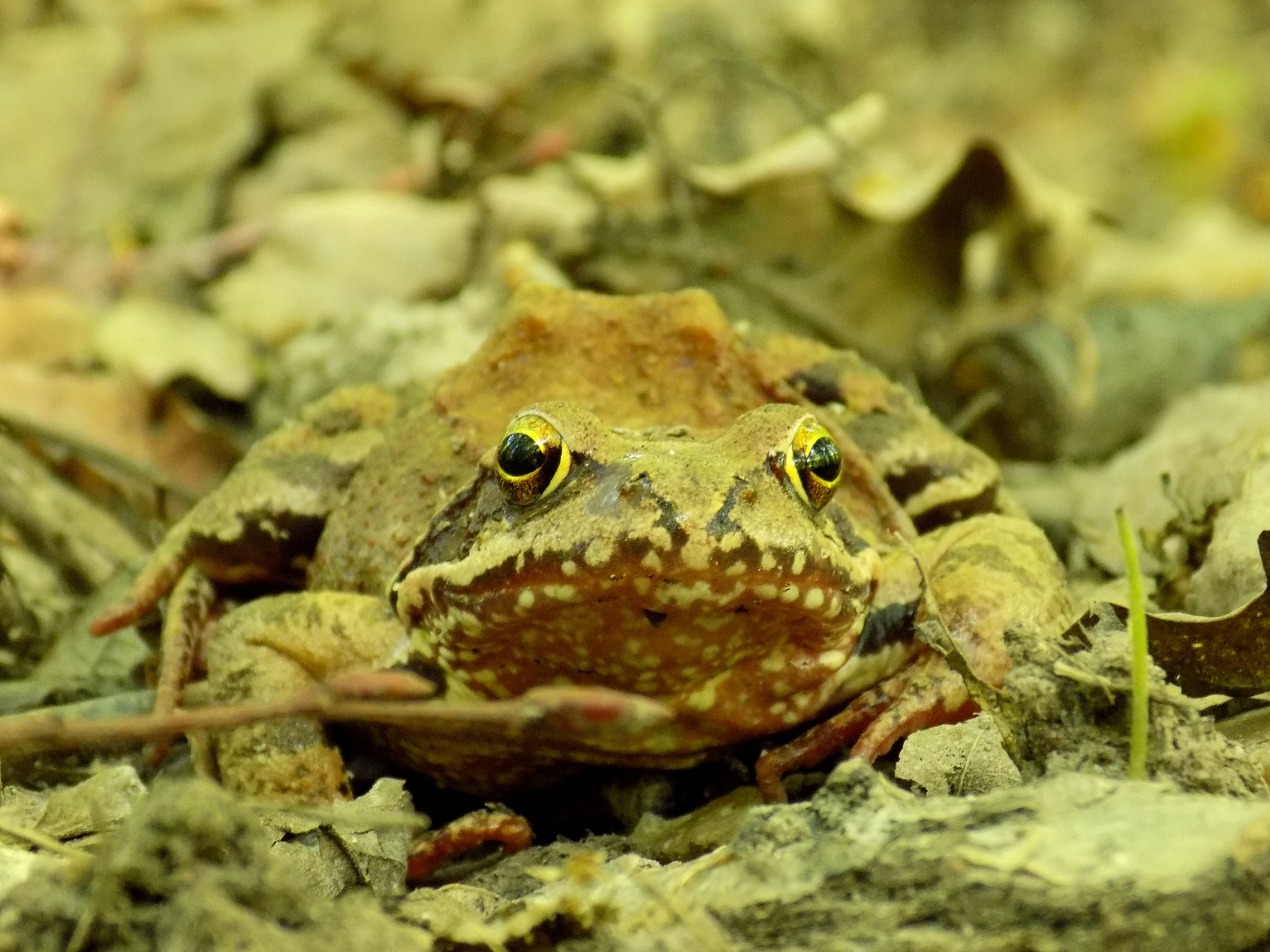 沙漠雨蛙：沙漠中的奇特居民