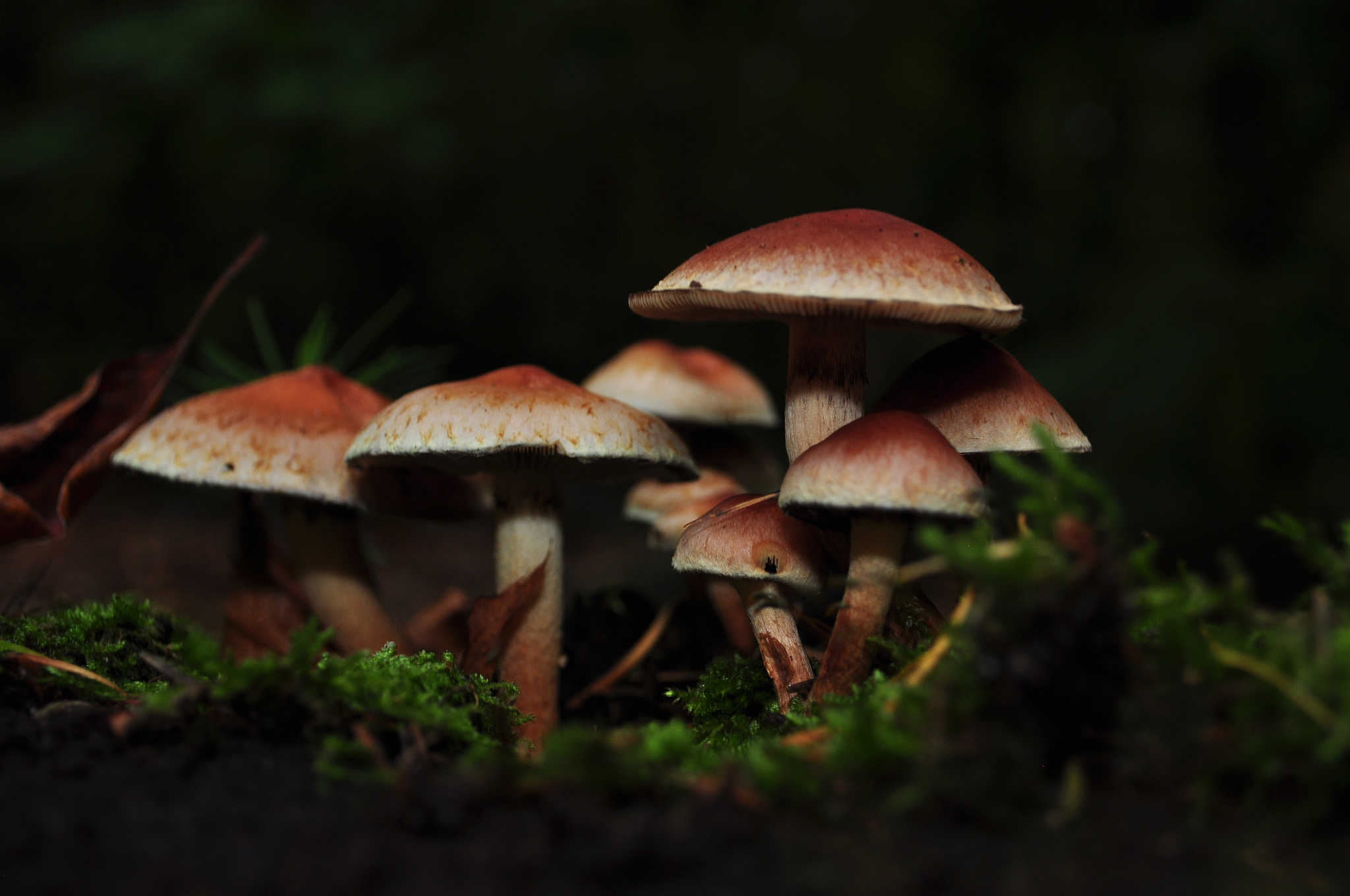 黑龙江生态工程职业学院食用菌生产与加工专业优势怎么样发展前景好不好呢