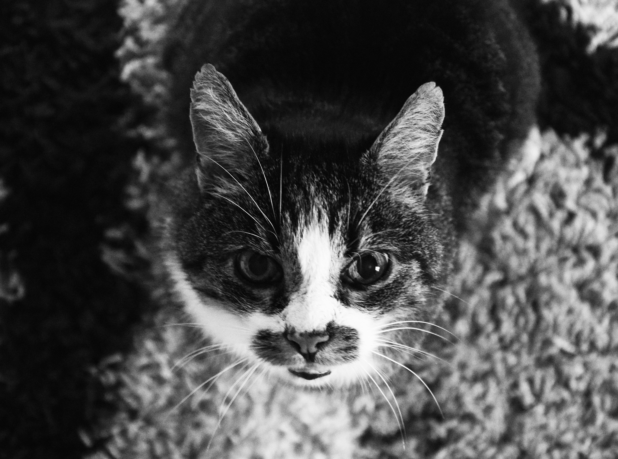 猫眼看世界：低光狩猎的视觉优势