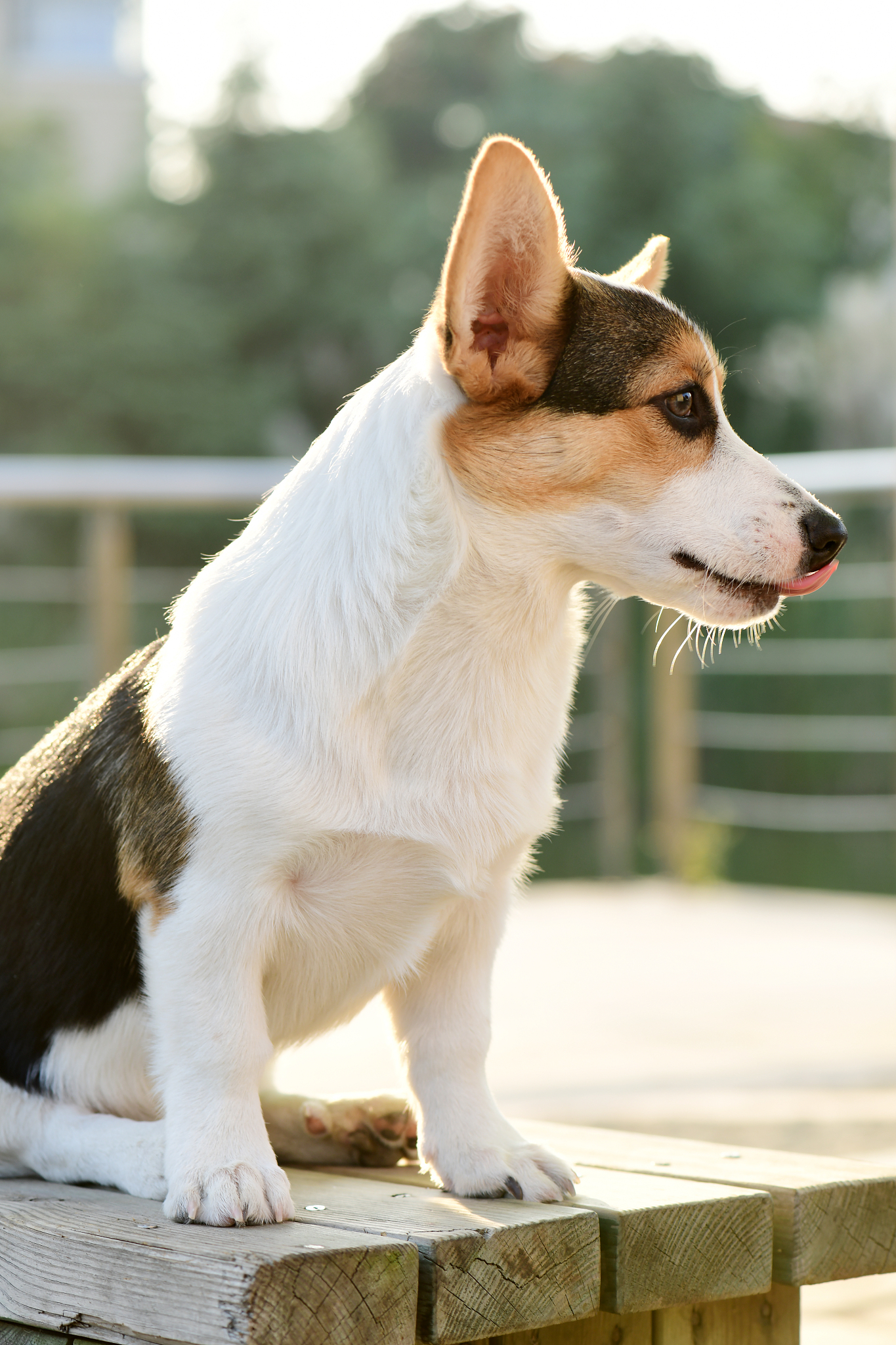 意大利人养柯基吗