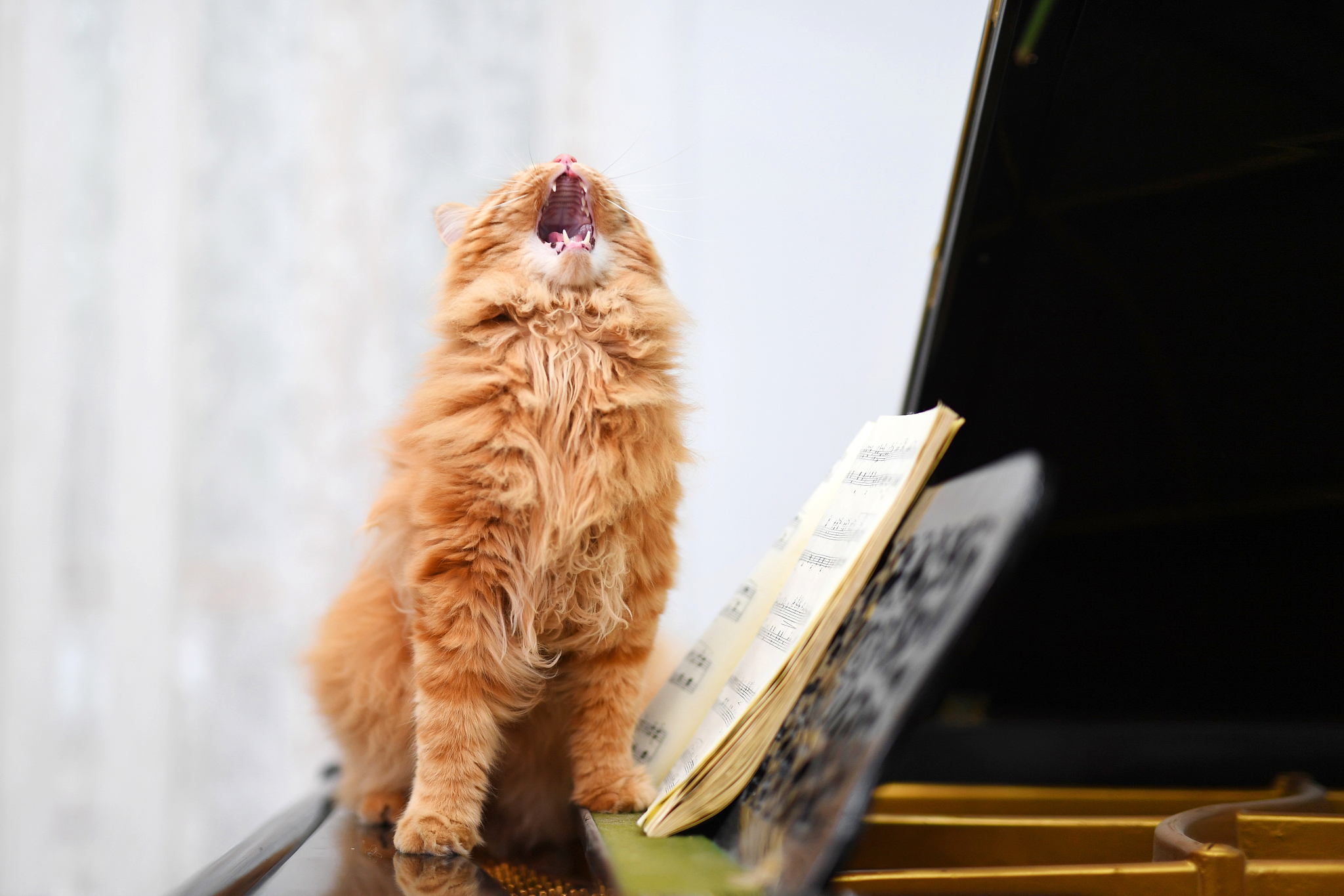 模仿《咏鹅》写一首诗