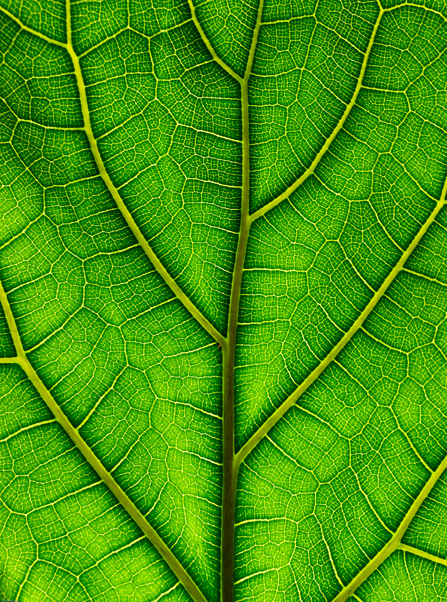 apex动力小子怎么玩