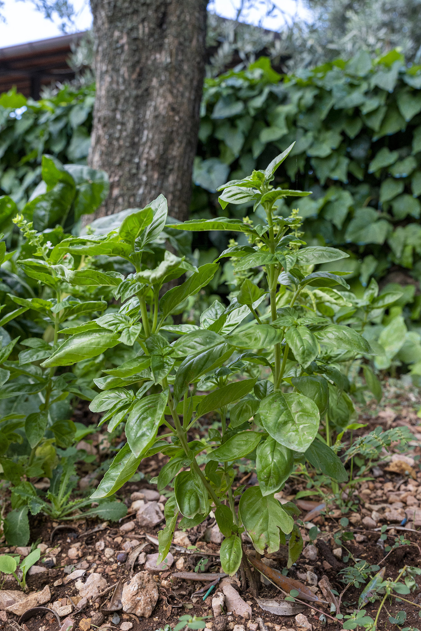 green basil for table food seasonings