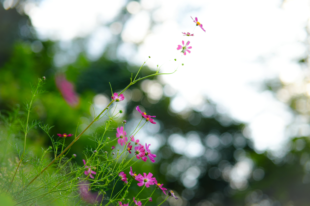 描述下春天的心情