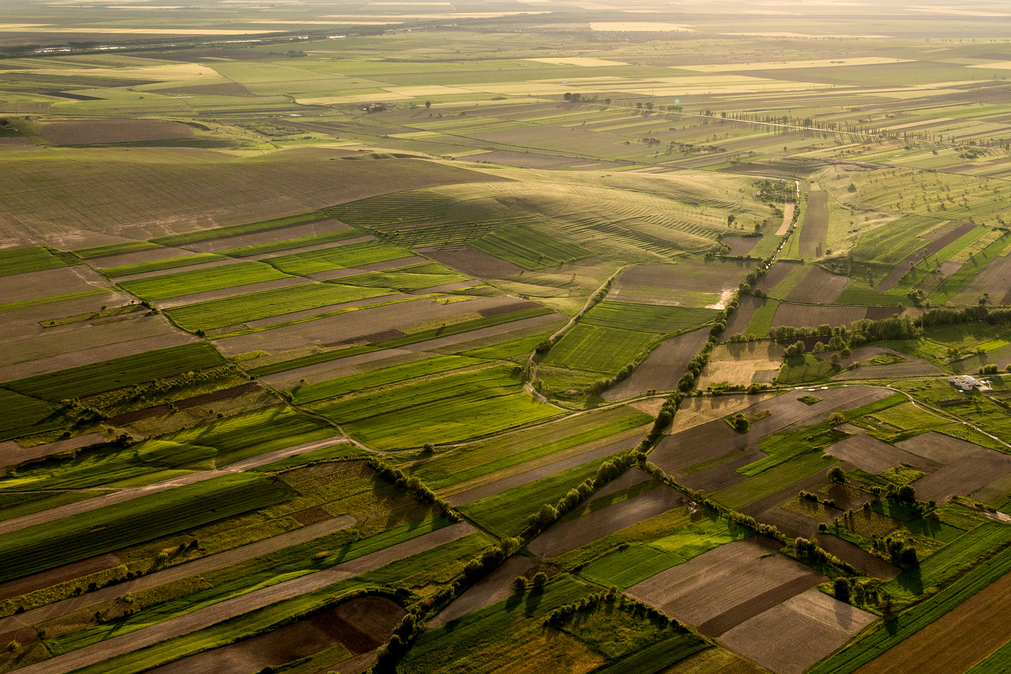 aerial view of agricultural field