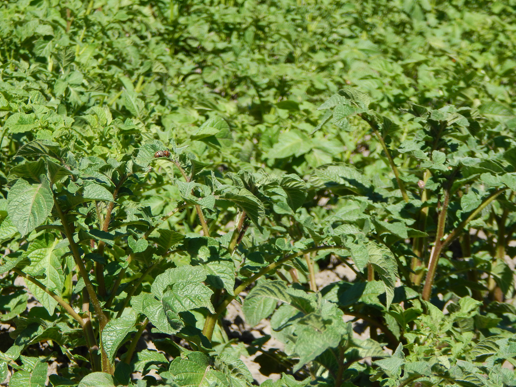 agriculture texture of fields and beds