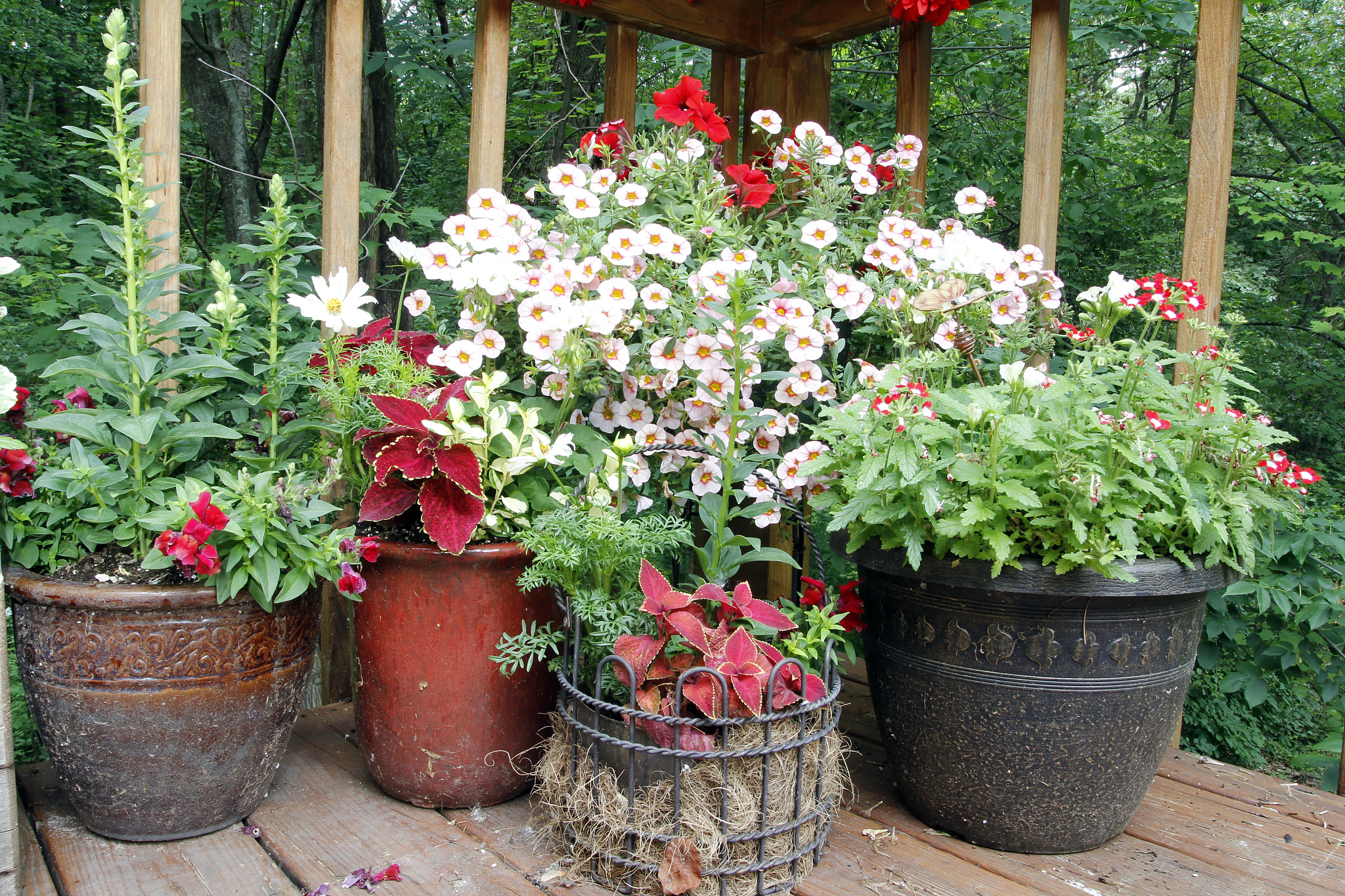 在美国通常在阳台上种植什么植物和花？