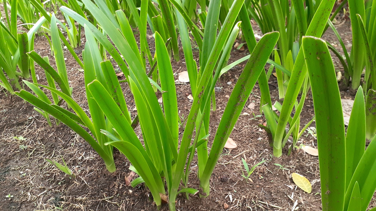 玉帘属植物