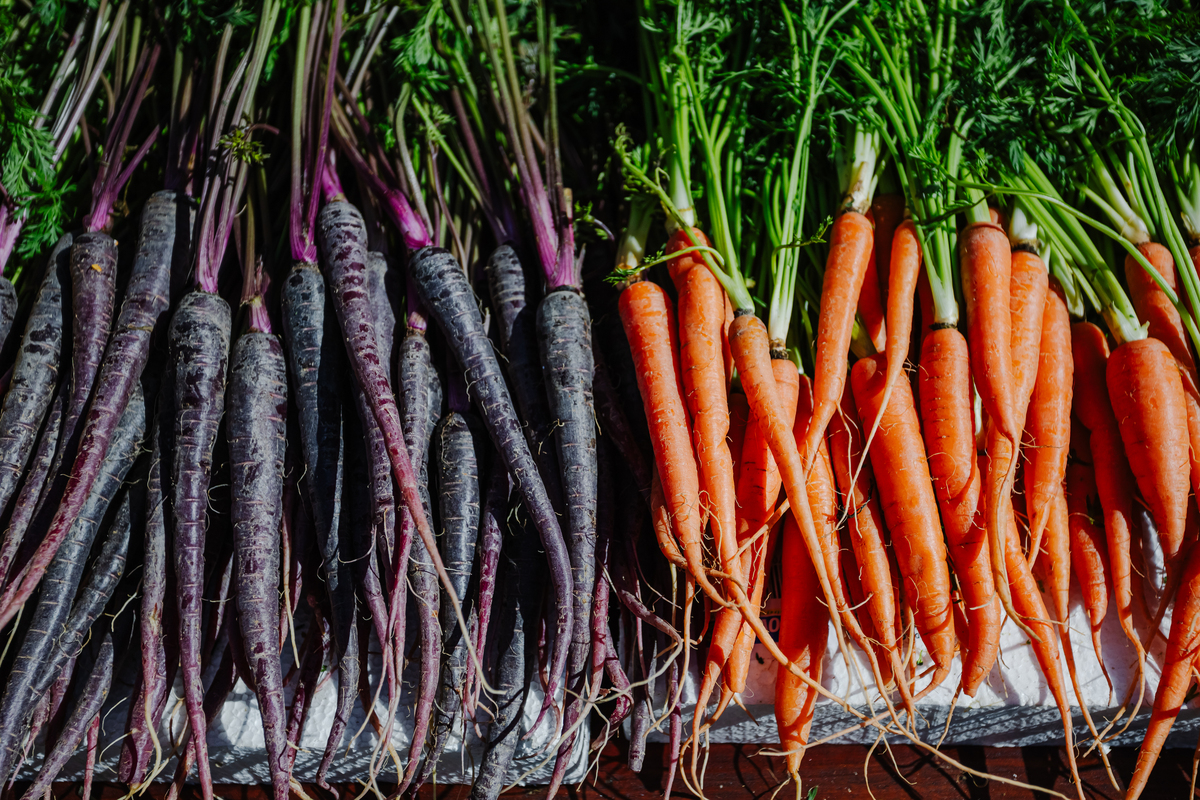 什么东西根是白色的顶上是紫红色的