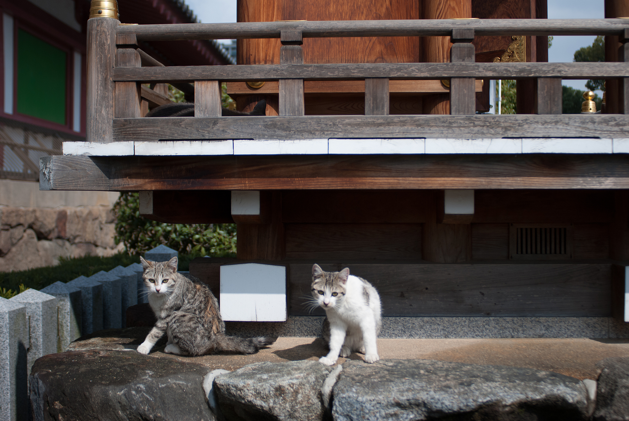 解密逻辑猫的出逃计划：为什么它们总想出门？