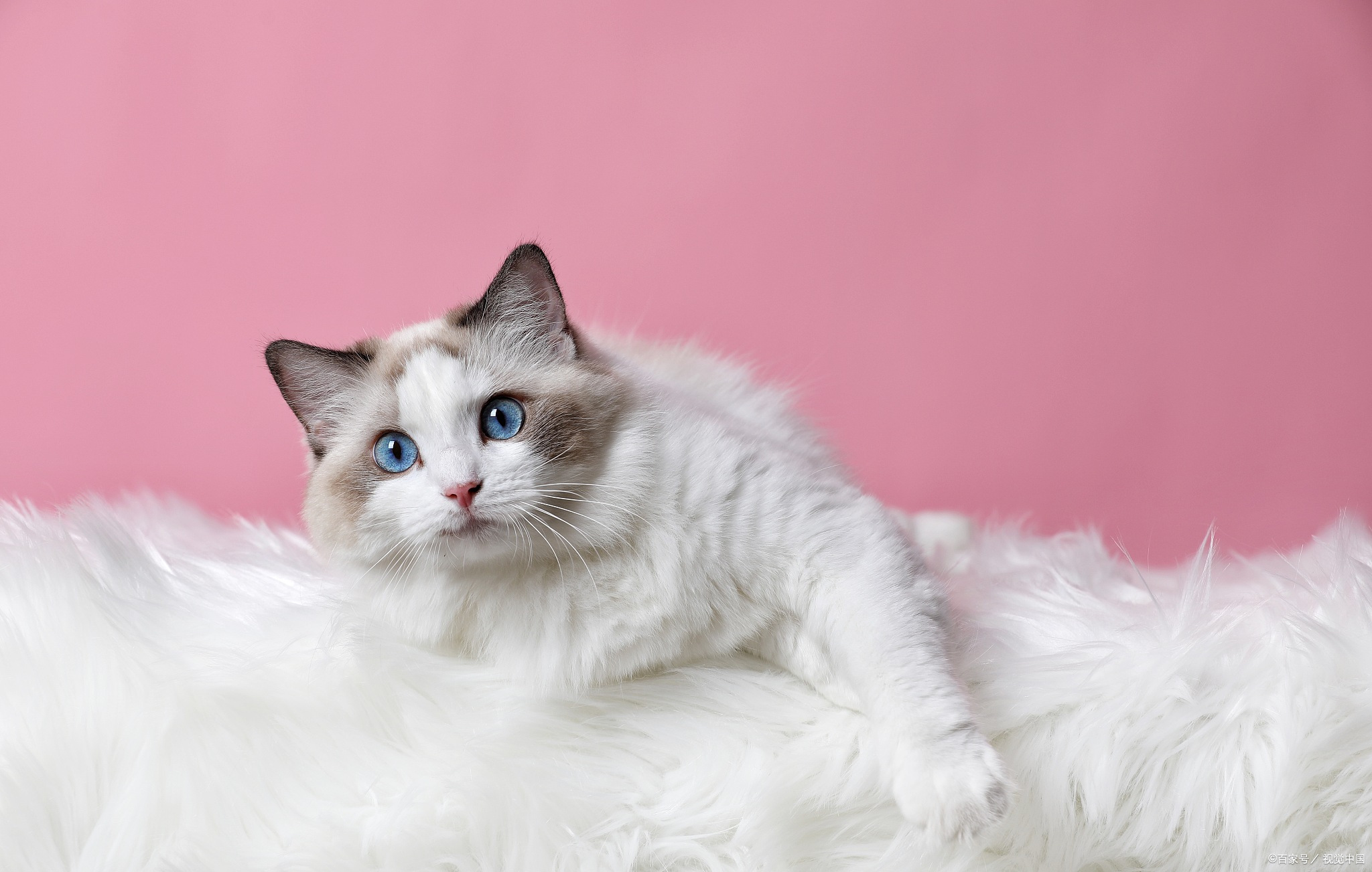 布偶猫智商大起底！它们究竟相当于几岁的智慧？