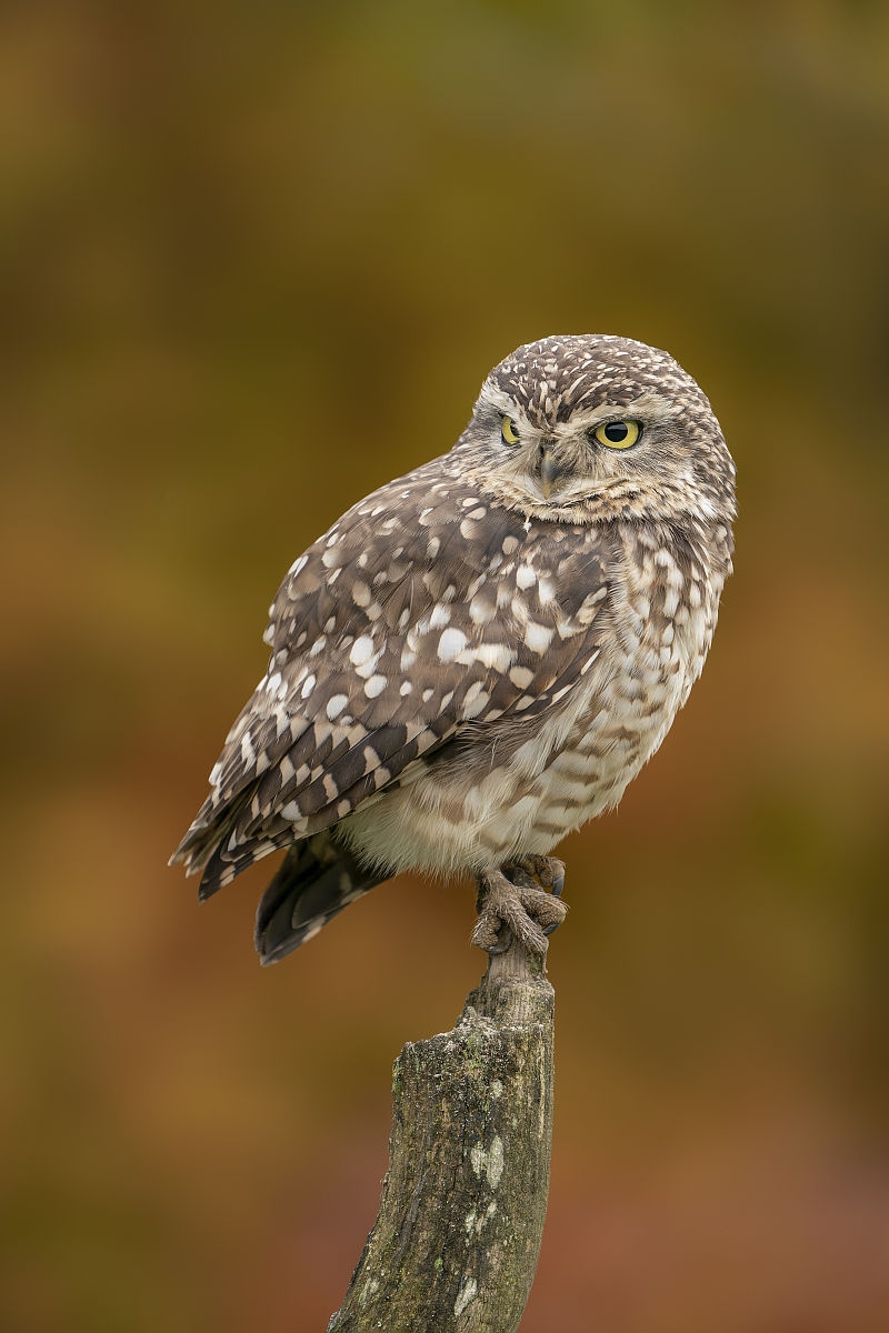 描写新闻ip的设计灵感Q版猫头鹰形象戴眼镜头戴探险家帽子代表着探索精神头上插着话筒整体是棕色色调说明可靠手里时刻拿着摄像机叫咕咚咚二百字左右