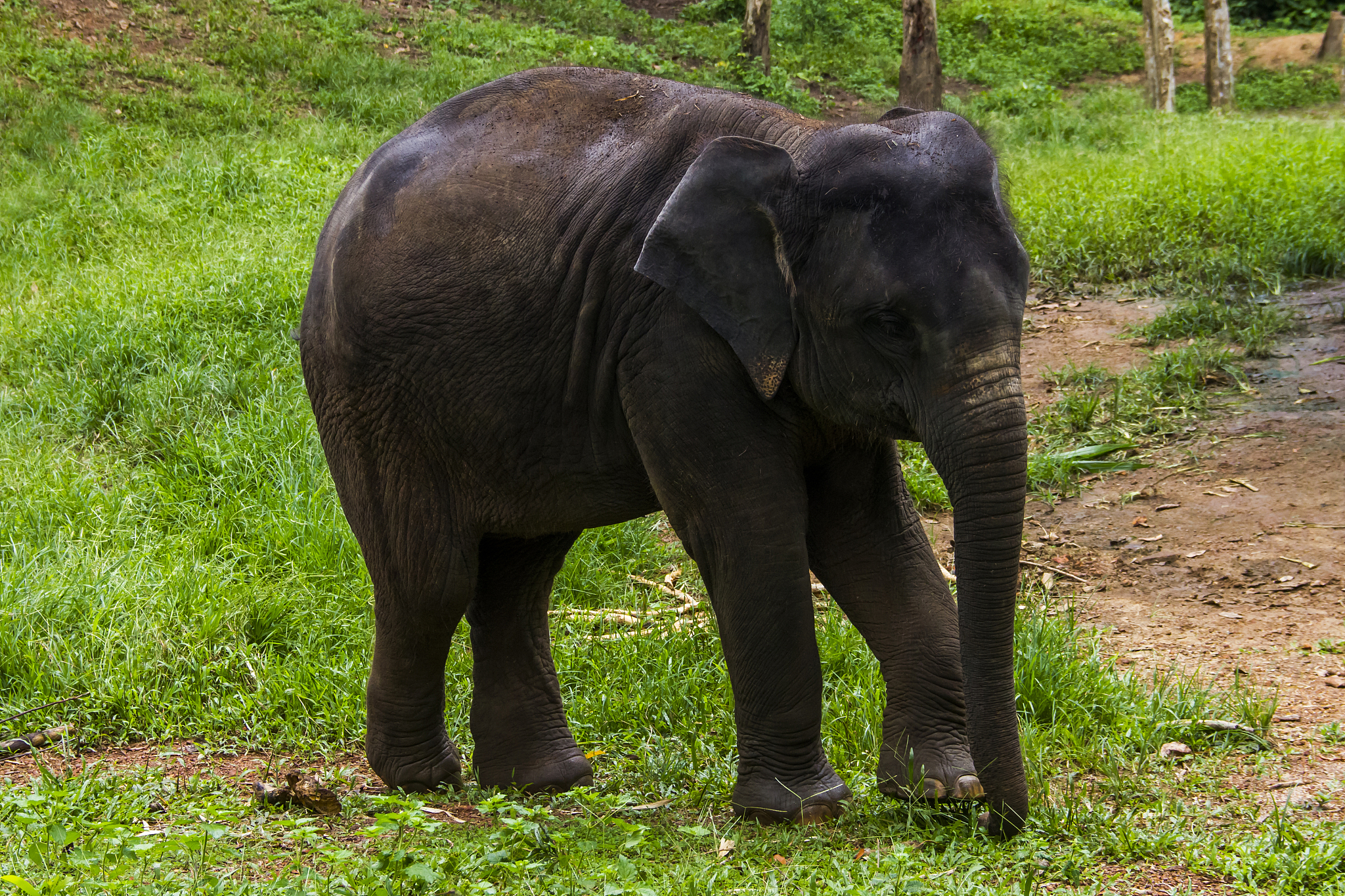 elephant walk
