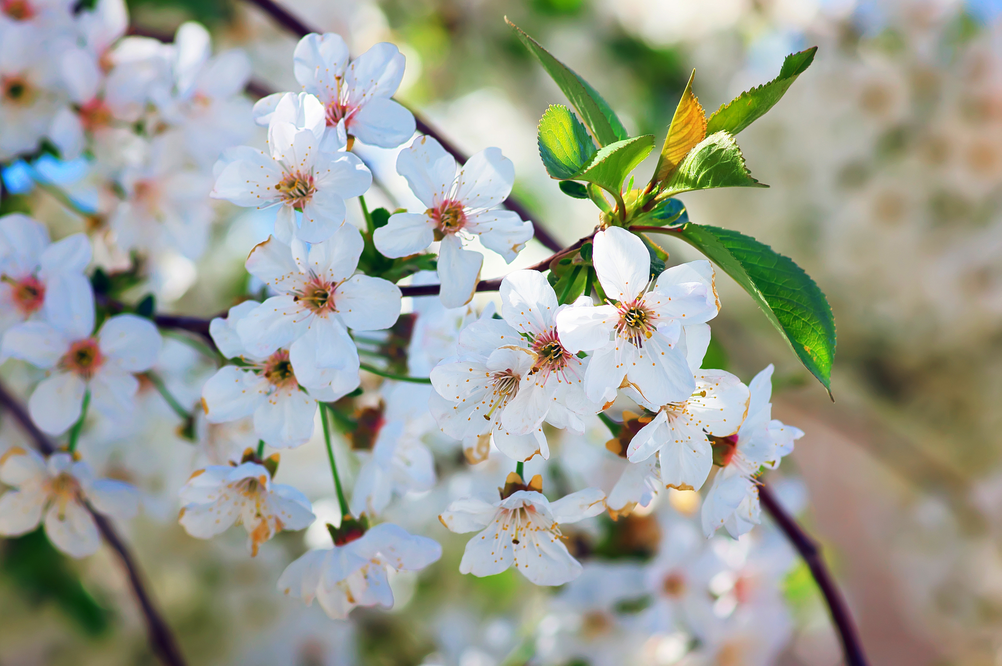 spring blooming tree branch in flower. nature composition.