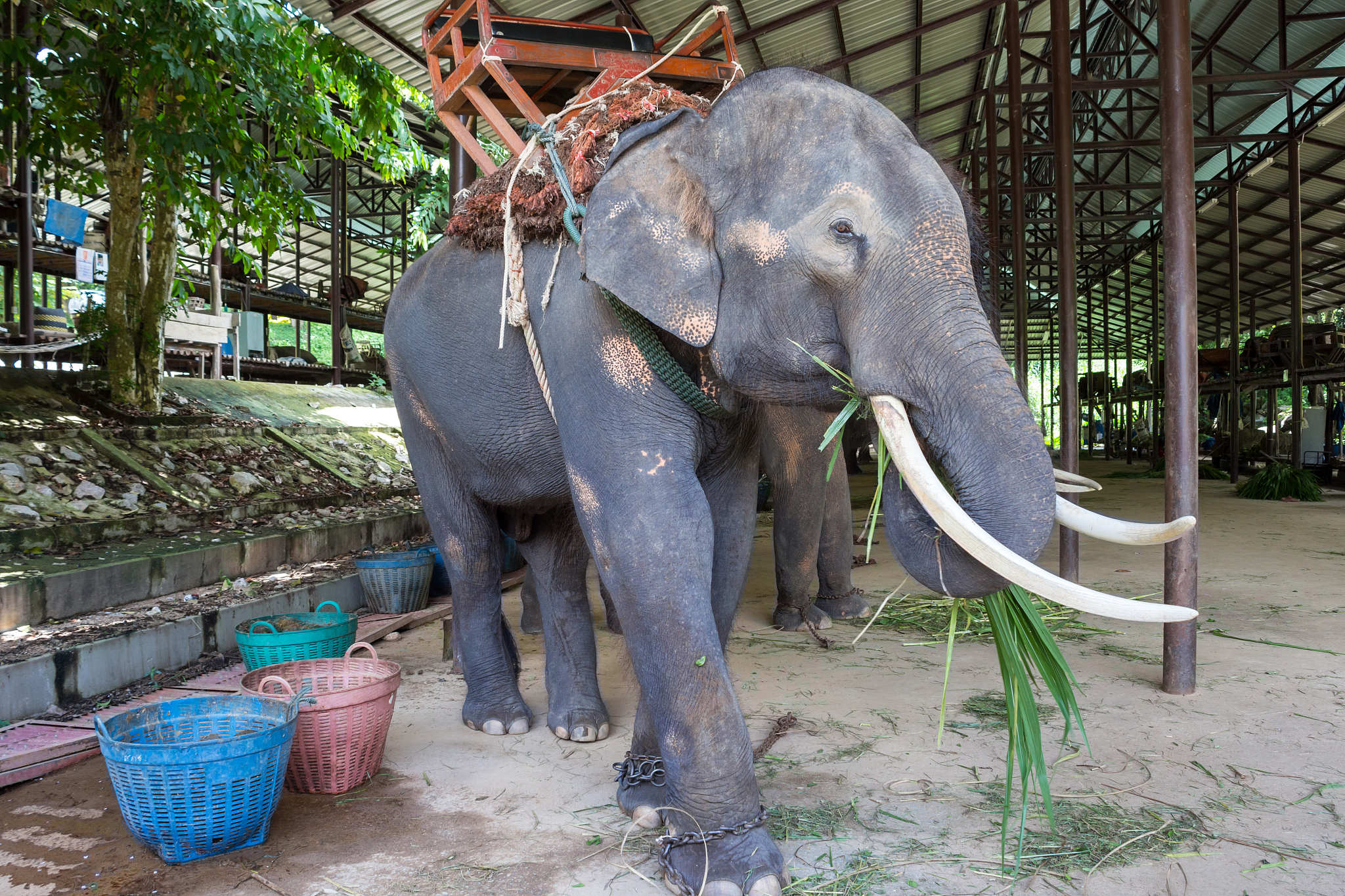 泰国动物园有什么动物？有那些动物园？