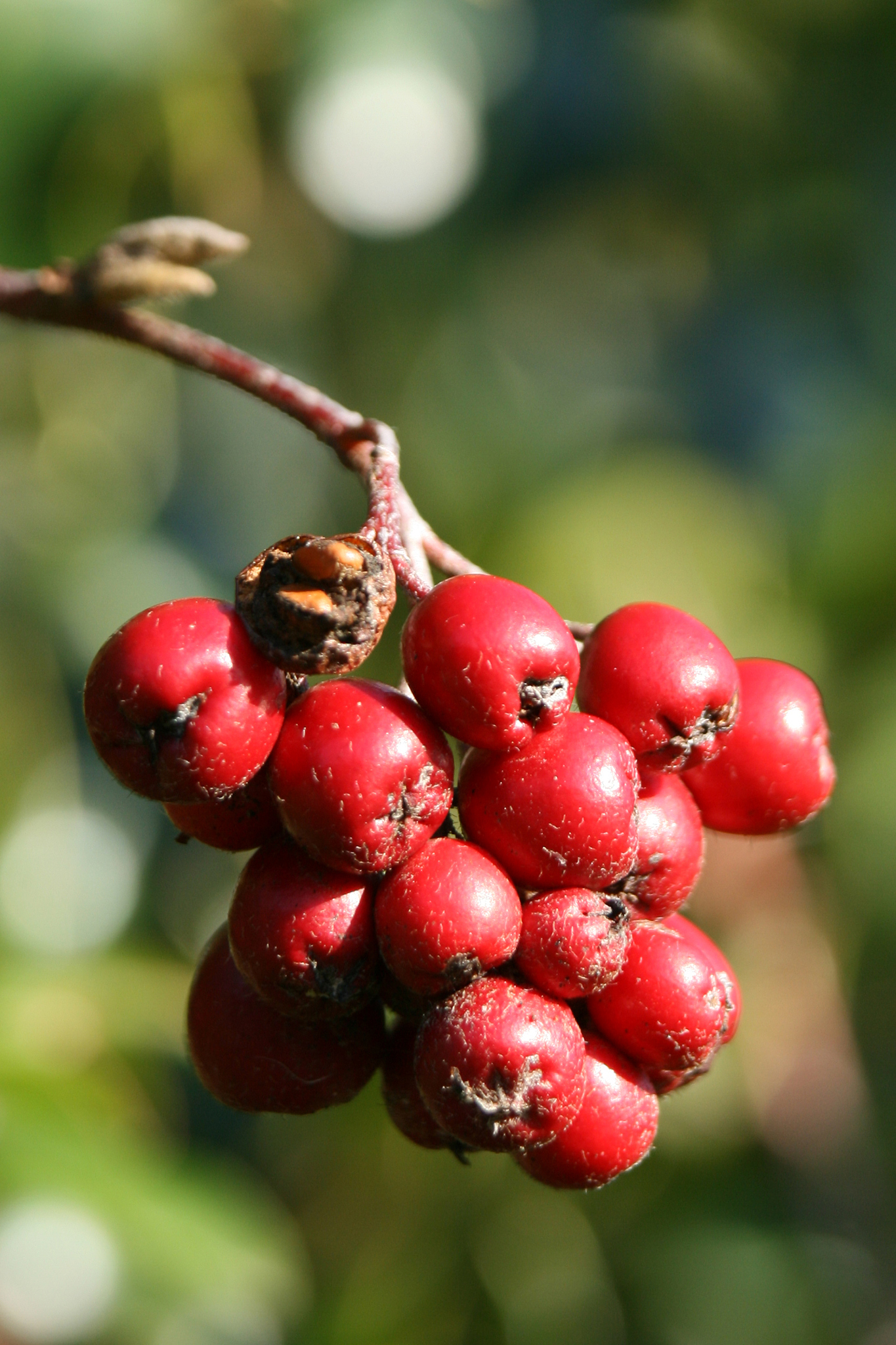 red berries on holly tree in forest