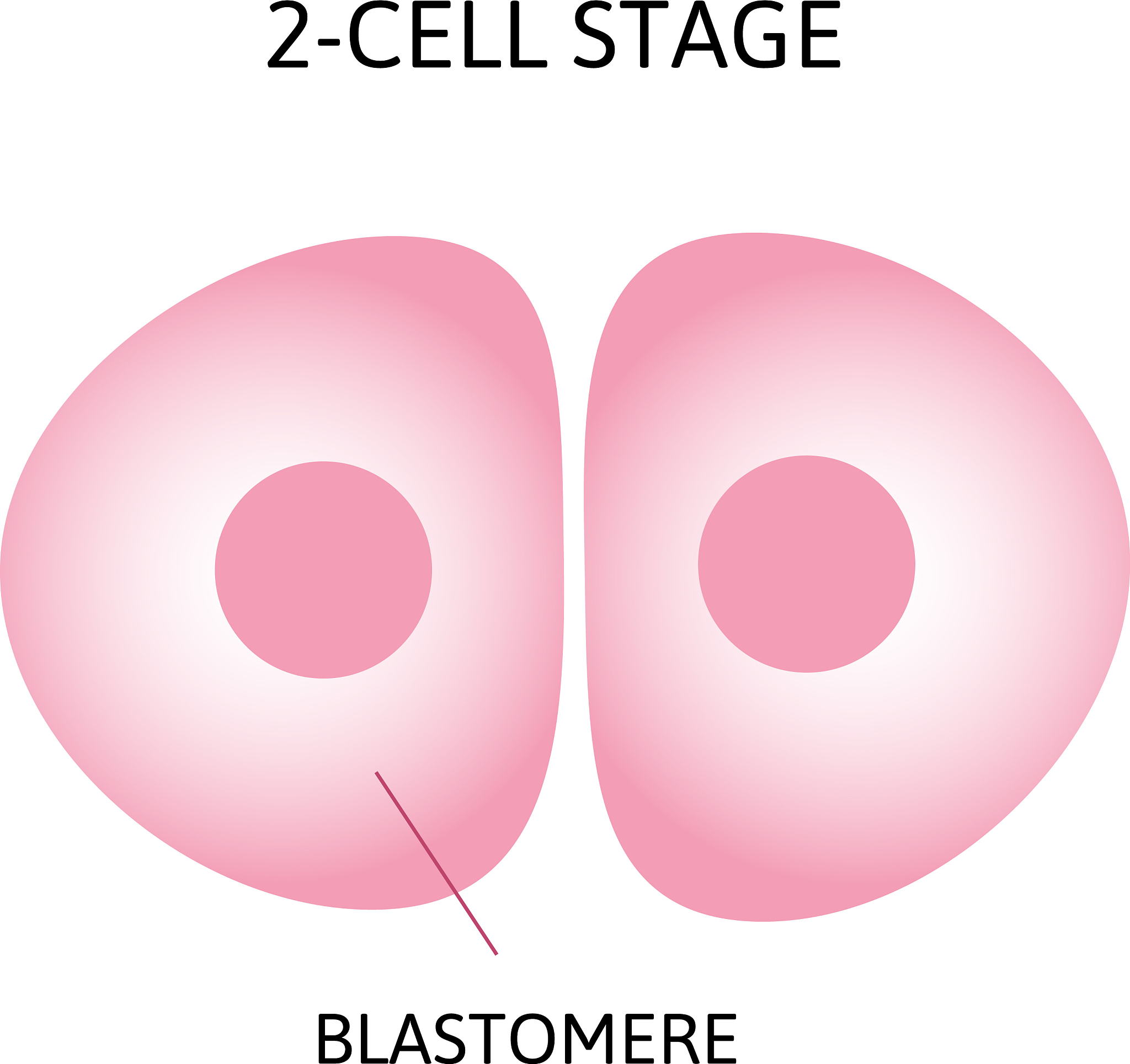 我需要你作为一名SEO帮助我把对应的关键词变为包含多个需求且吸引人的SEO长标题但要注意长标题不可以是疑问句以下是内容：囊胚移植后可不可以吃香蕉