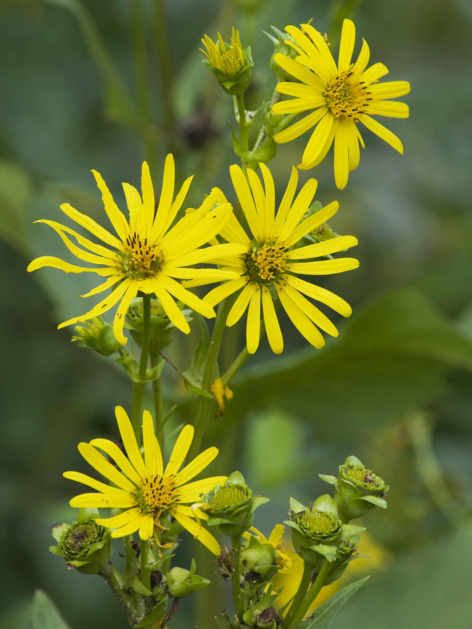 rosin weed, silphium integrifolium, iowa
