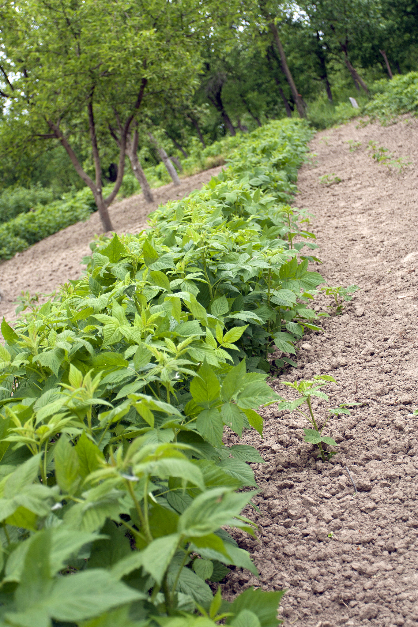 growing of raspberry