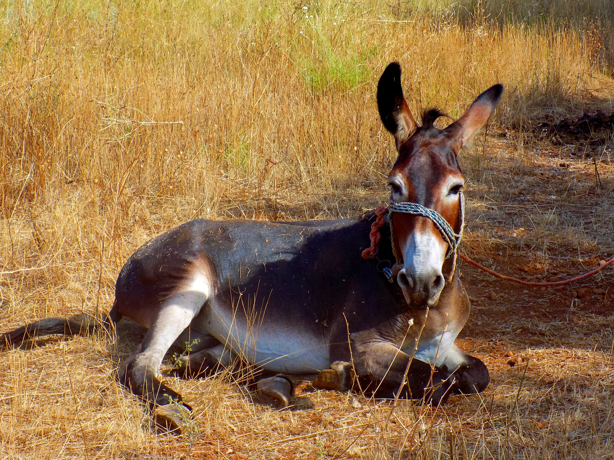 donkey